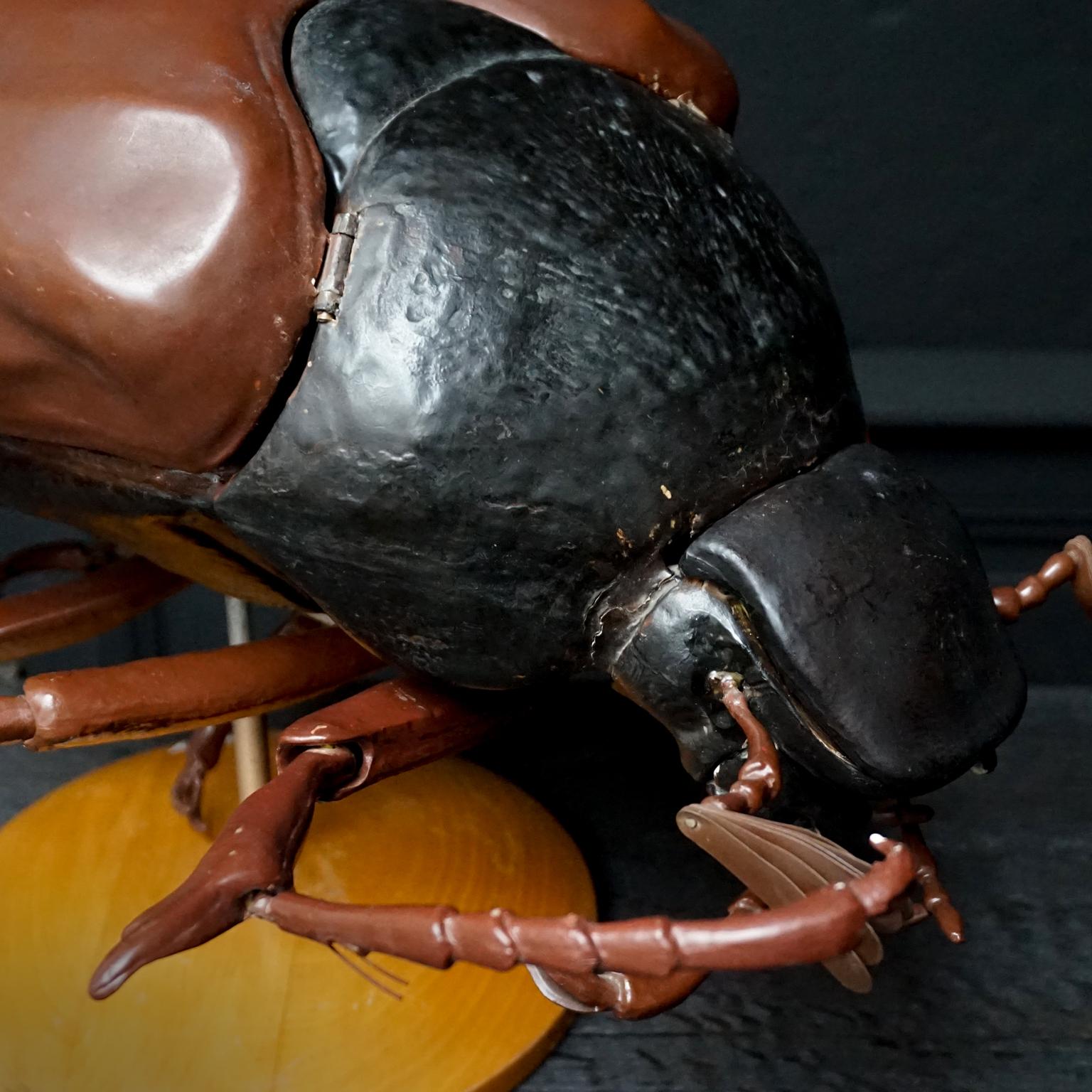 1950s Large Anatomical Classroom Model of a Flying May Bug 4