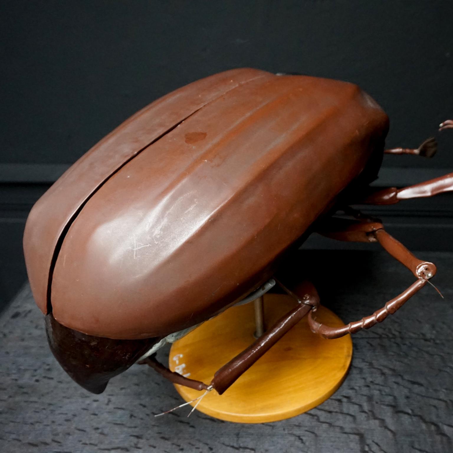Mid-20th Century 1950s Large Anatomical Classroom Model of a Flying May Bug