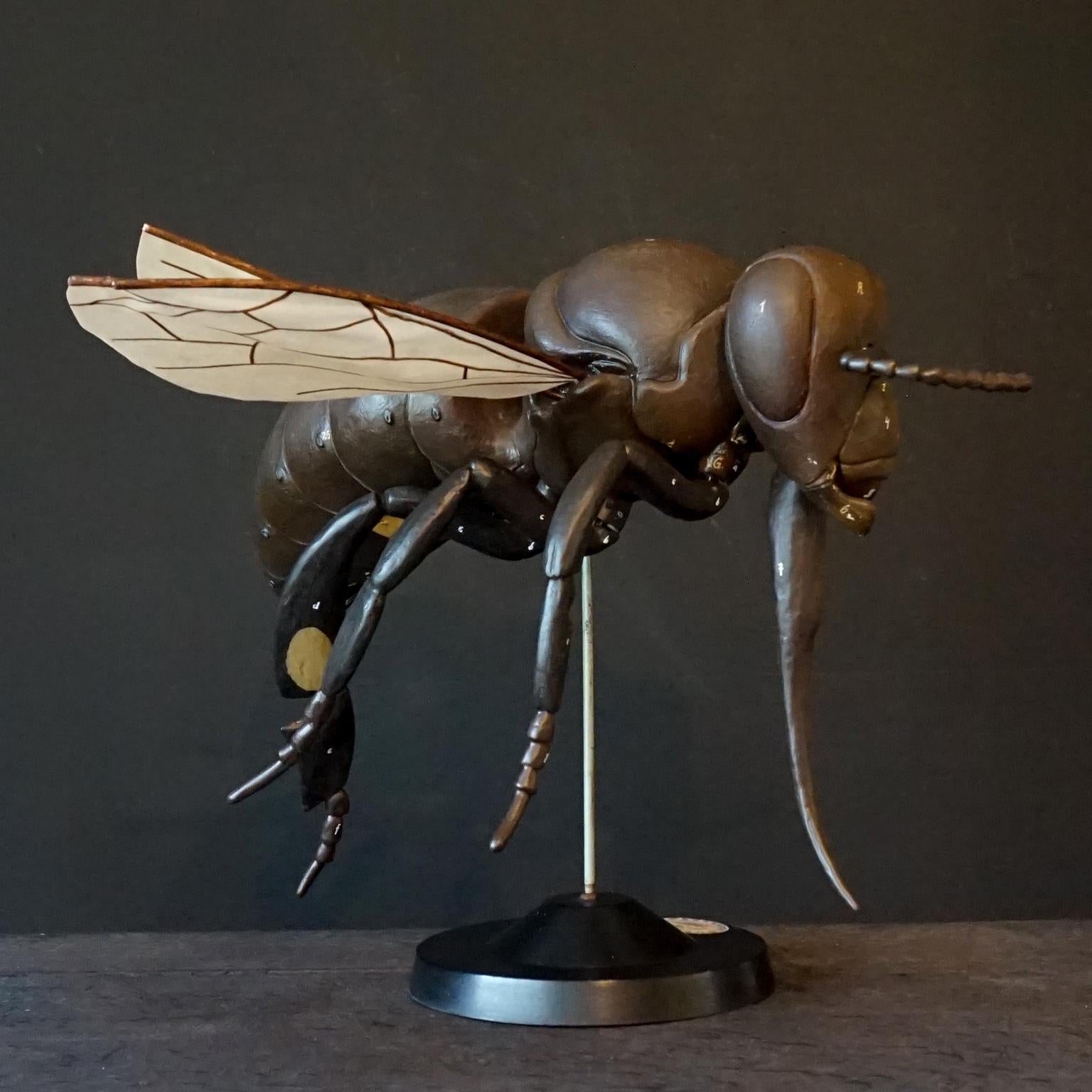 Metal 1950s Large Anatomical German Classroom Cut Away Model of a Honey or Worker Bee
