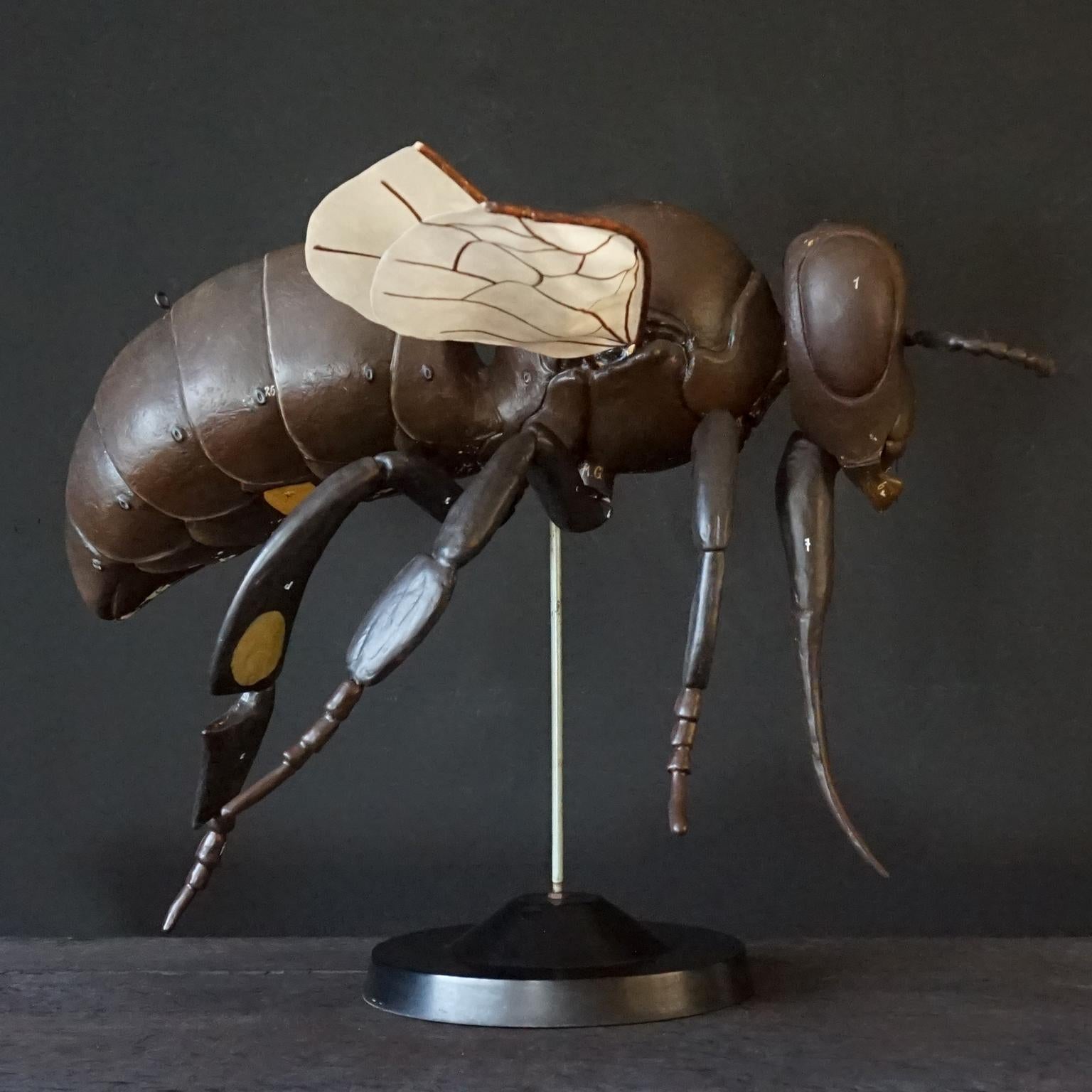 1950s Large Anatomical German Classroom Cut Away Model of a Honey or Worker Bee 1