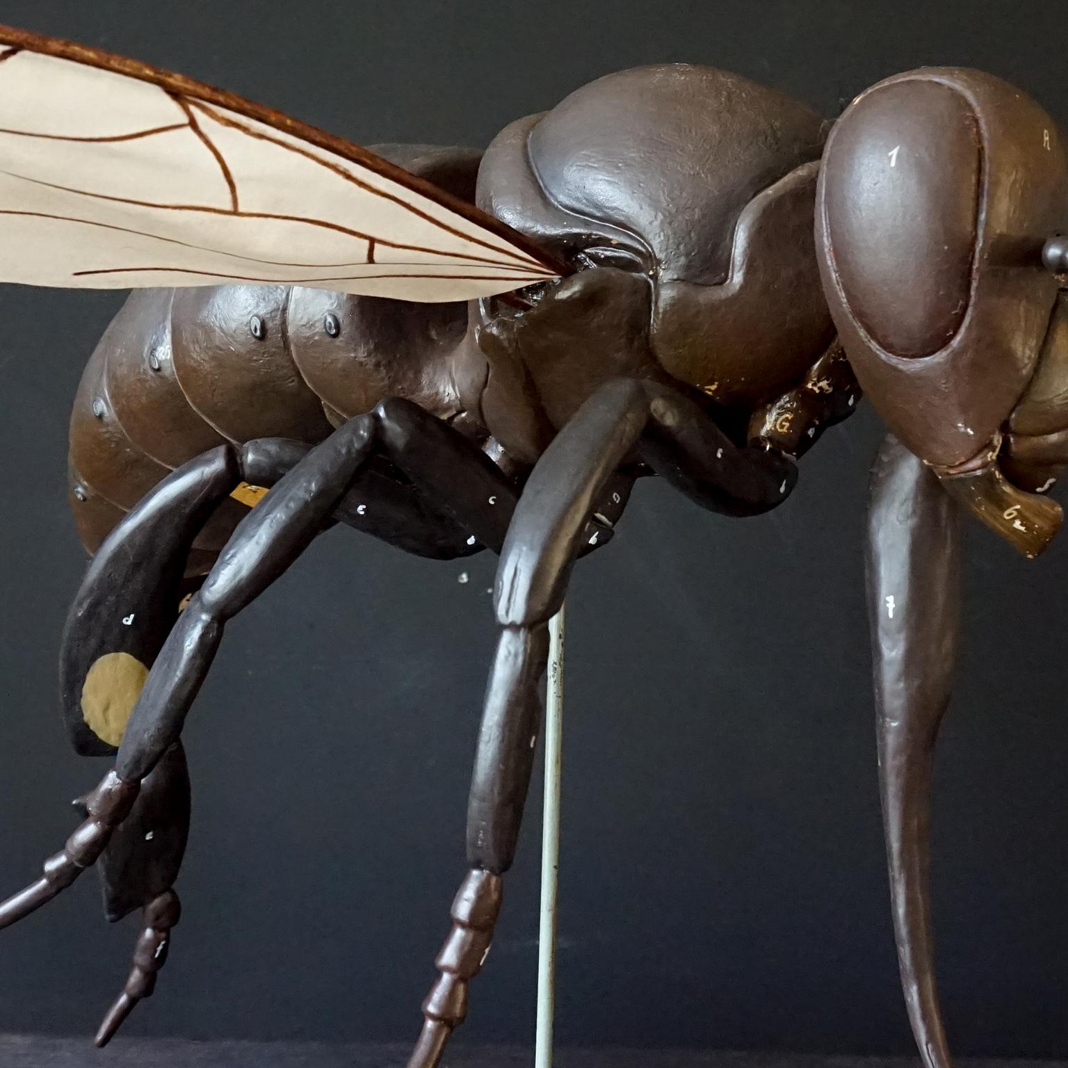 1950s Large Anatomical German Classroom Cut Away Model of a Honey or Worker Bee 2