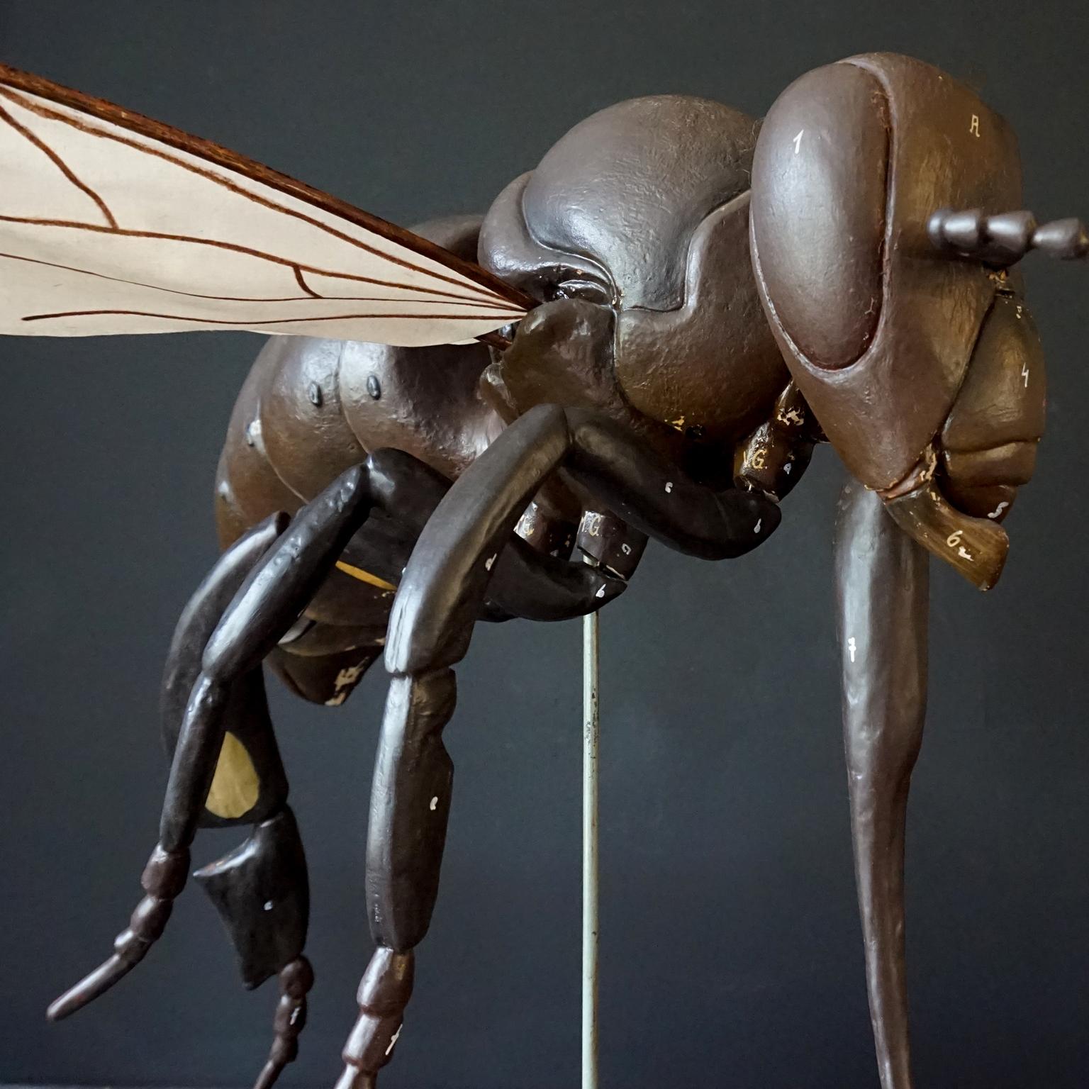 1950s Large Anatomical German Classroom Cut Away Model of a Honey or Worker Bee 3