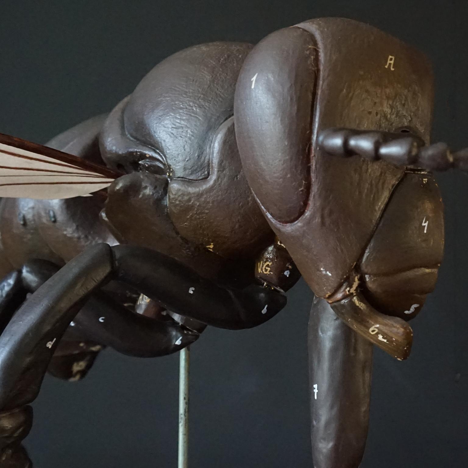 1950s Large Anatomical German Classroom Cut Away Model of a Honey or Worker Bee 5