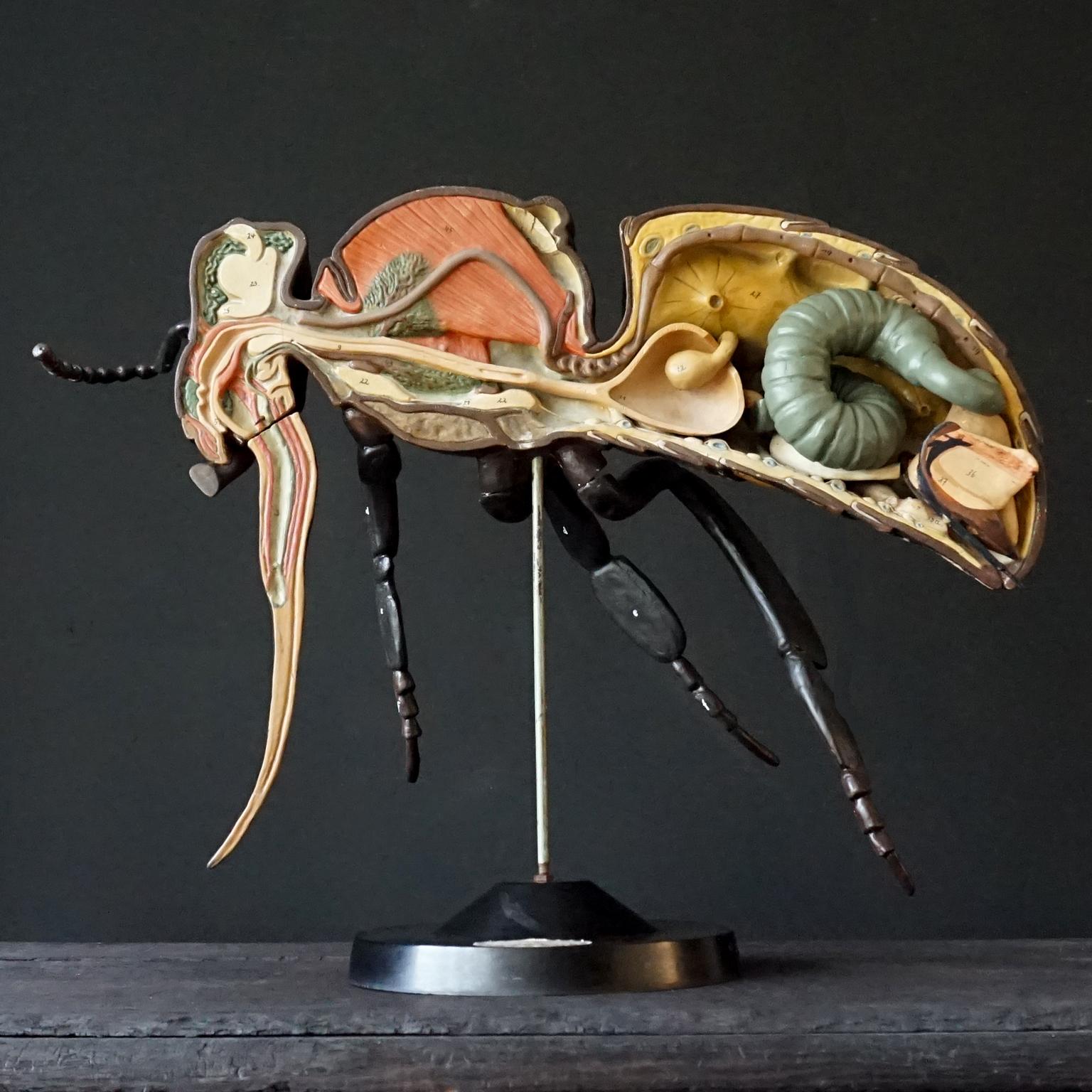 hind leg of a worker bee