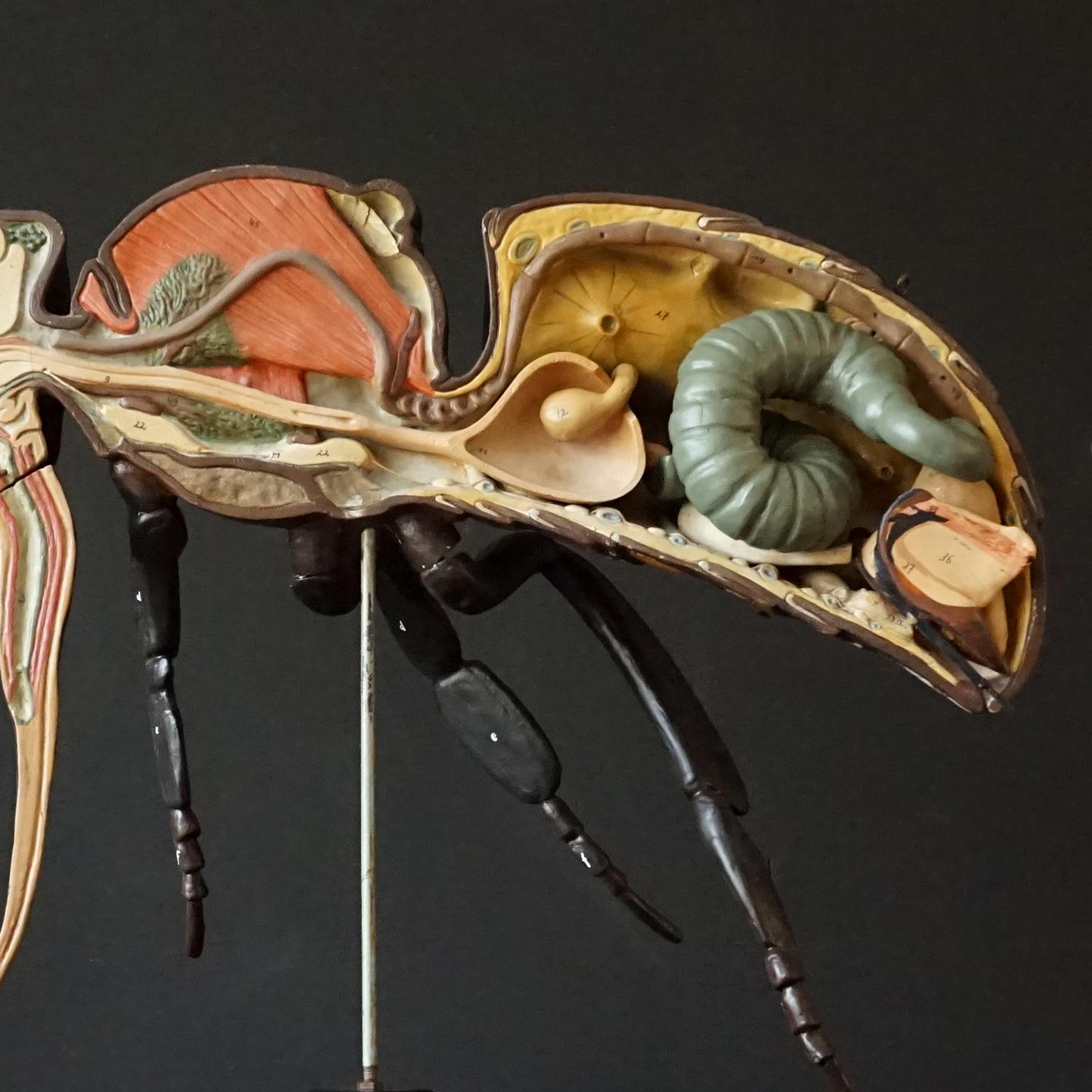 bee model