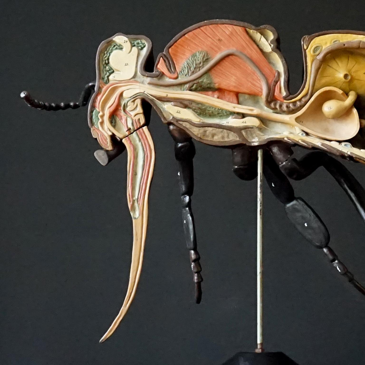 Mid-Century Modern 1950s Large Anatomical German Classroom Cut Away Model of a Honey or Worker Bee