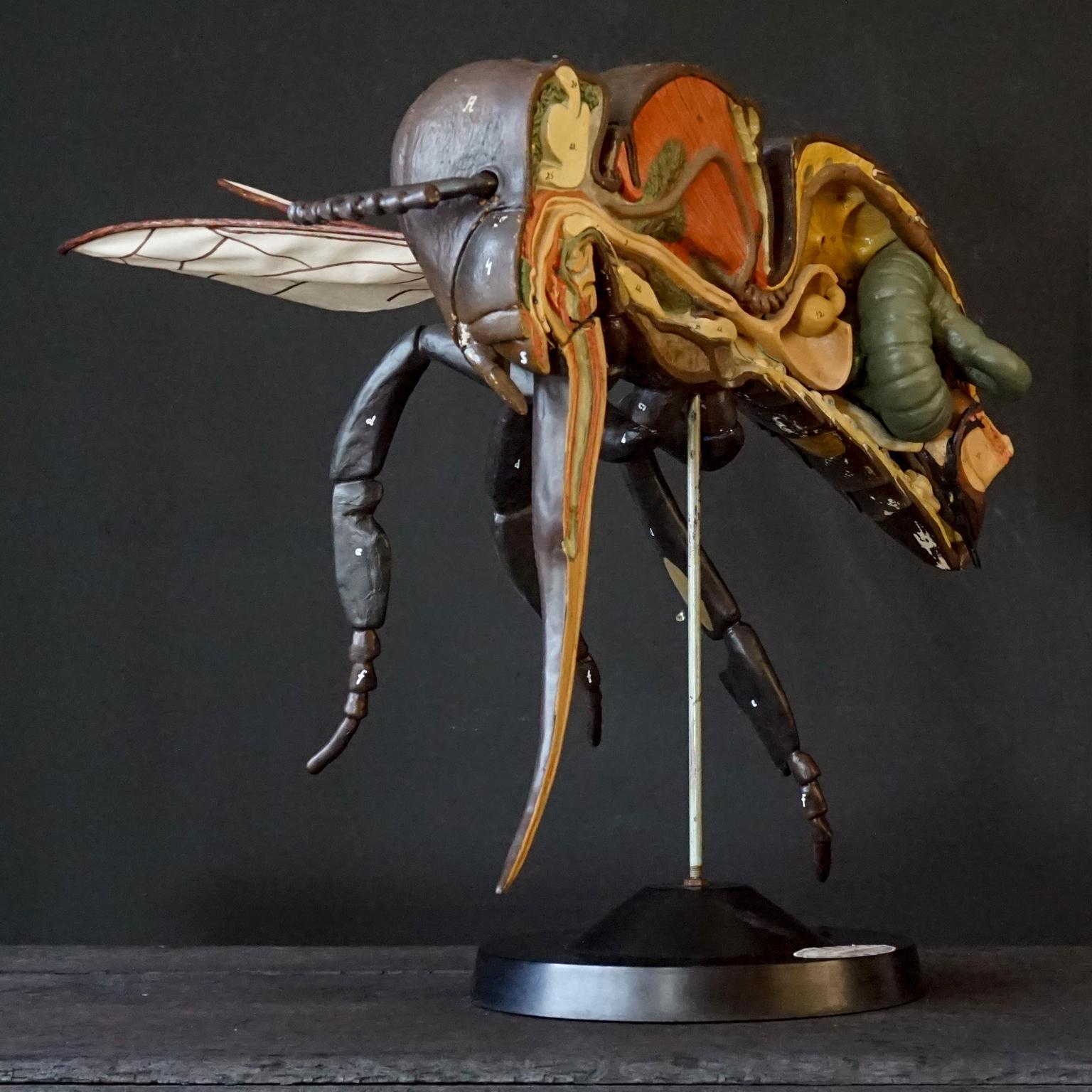 1950s Large Anatomical German Classroom Cut Away Model of a Honey or Worker Bee In Good Condition In Haarlem, NL