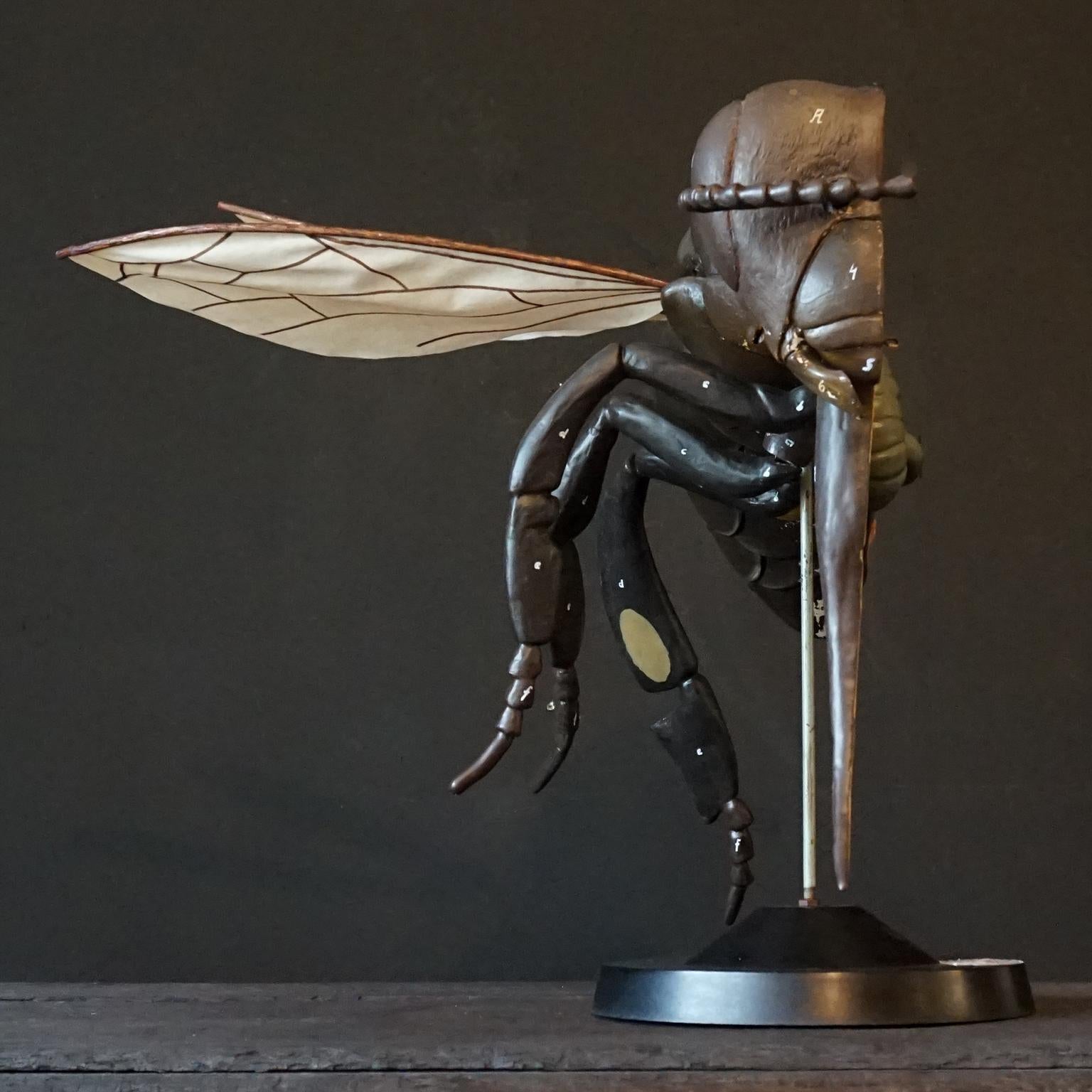 20th Century 1950s Large Anatomical German Classroom Cut Away Model of a Honey or Worker Bee