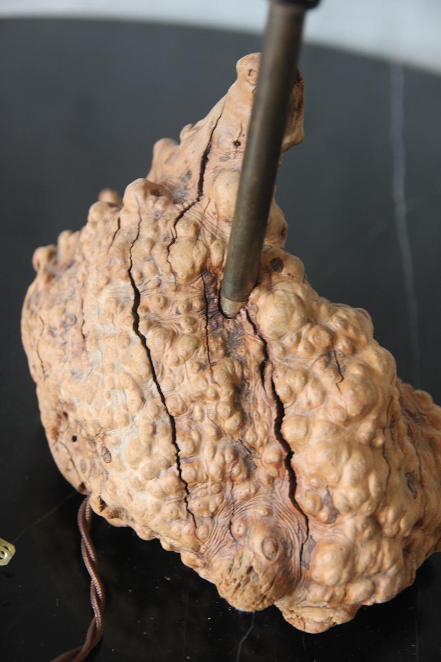 1950er große organische Tischlampe Wurzelholz American Craft mit Pergamentschirm im Angebot 1