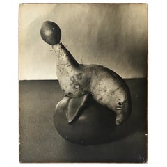 Vintage 1950s Laurence Tilley Photograph of a Seal