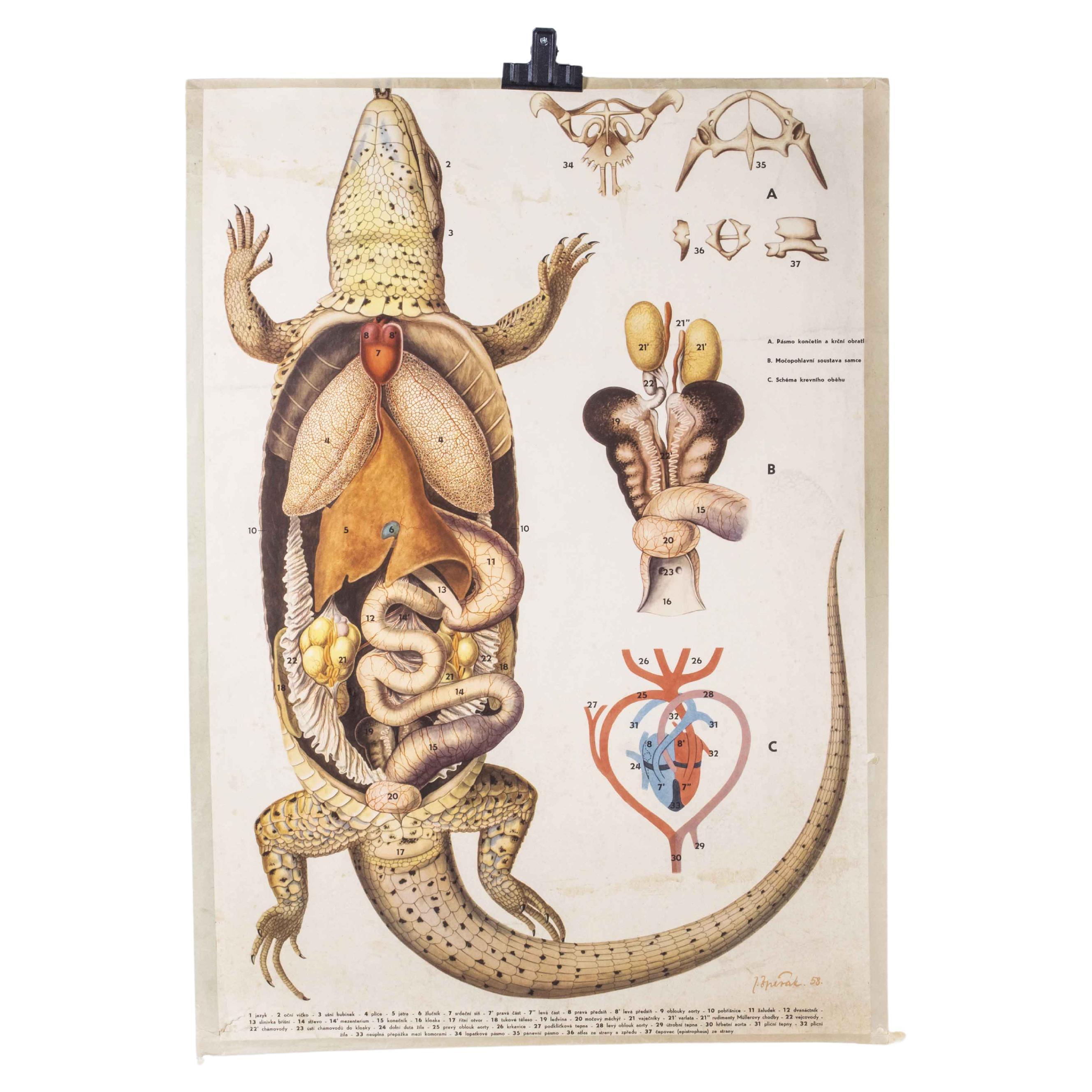 Poster éducatif sur l'anatomie des lézards des années 1950