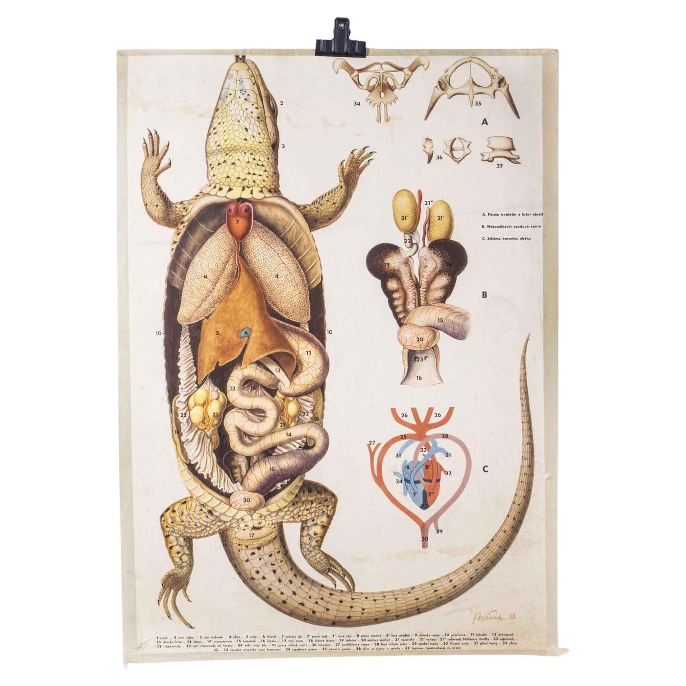 1950's Lizard Anatomy Educational Poster For Sale at 1stDibs | diagram ...