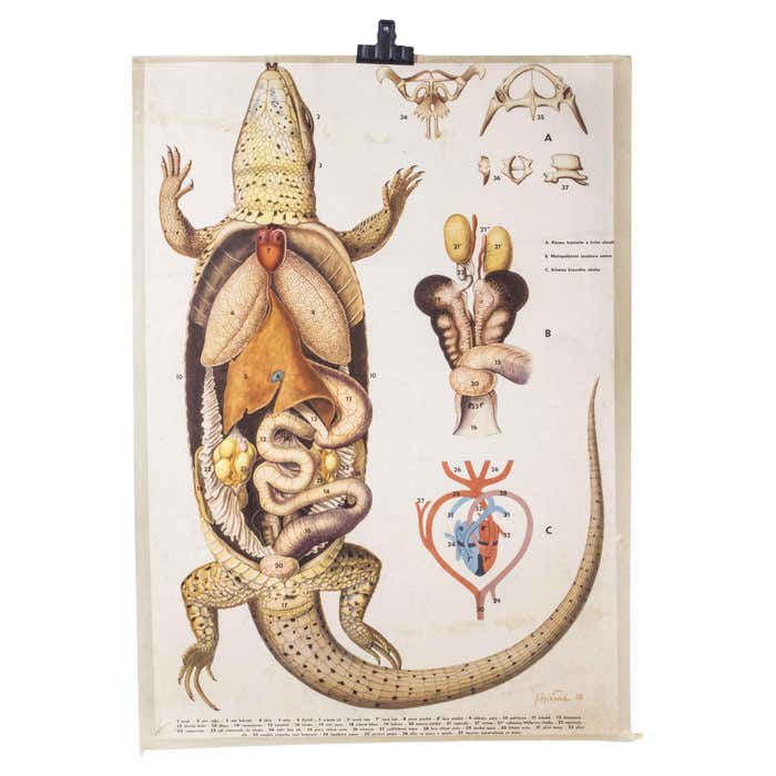 1950's Lizard Anatomy Educational Poster For Sale at 1stDibs | diagram ...