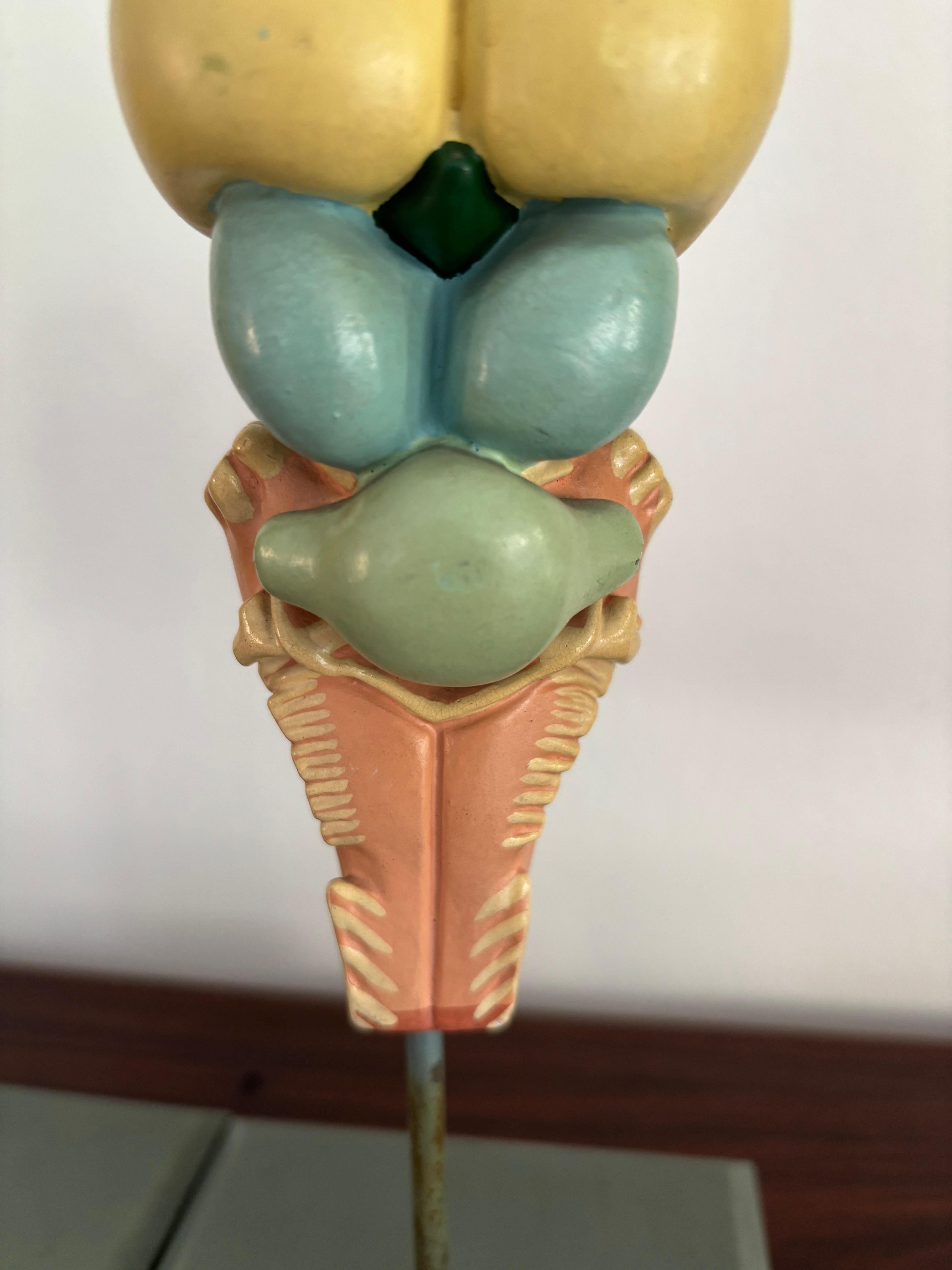 1950s Midcentury Design English Anatomical Models University For Sale 4