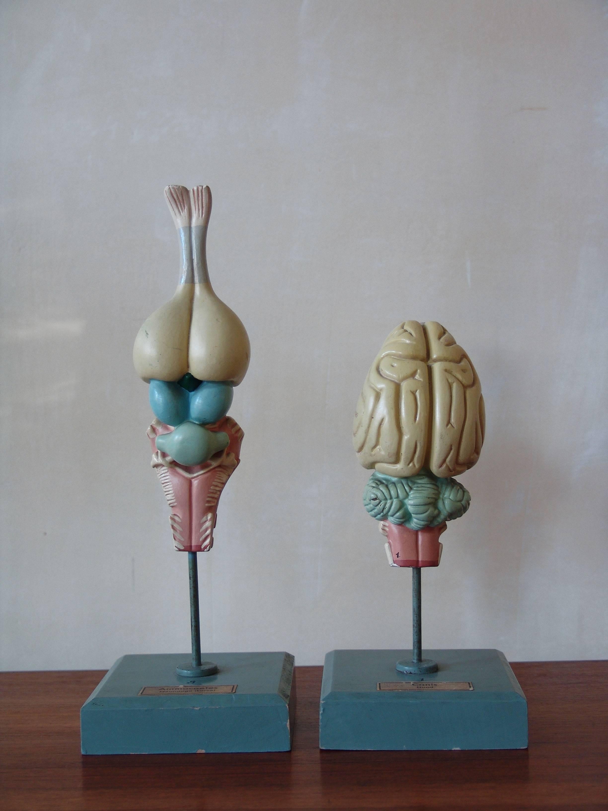 Ensemble de deux étonnants modèles anatomiques universitaires, vers les années 1950.
Mesures à partir de la gauche : hauteur 30 cm, 23 cm.