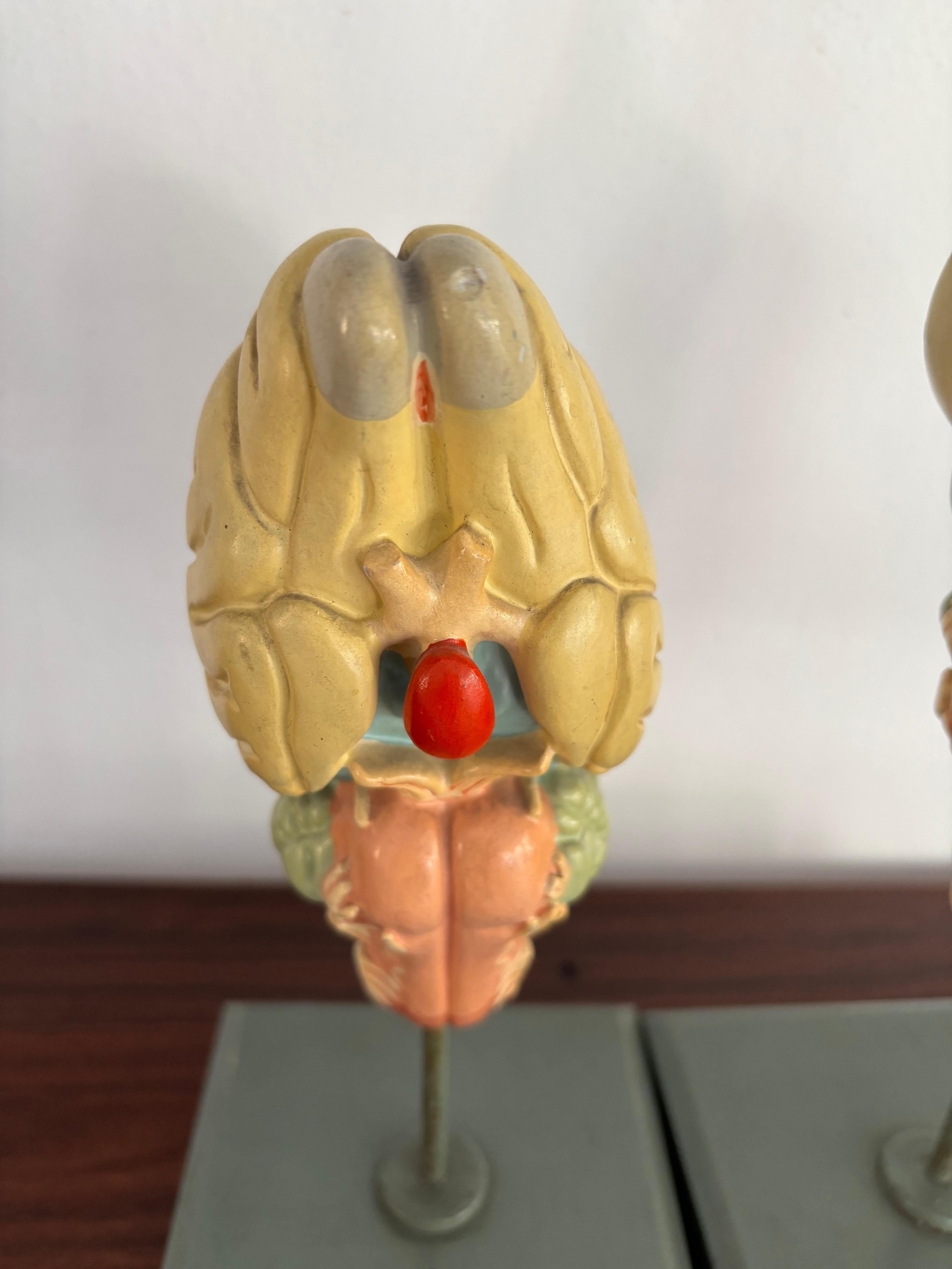 1950s Midcentury Design English Anatomical Models University In Good Condition For Sale In Reggio Emilia, IT