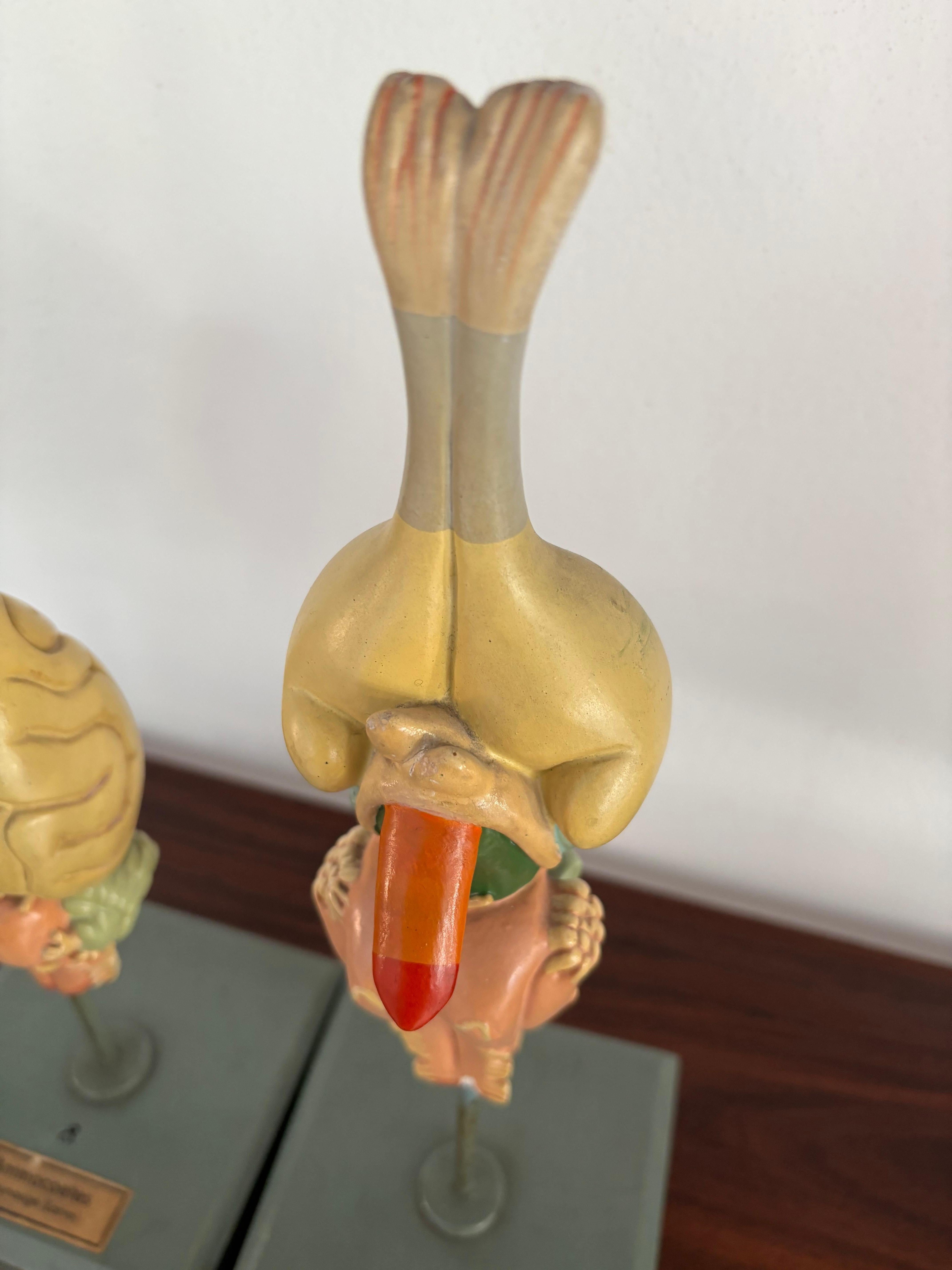 1950s Midcentury Design English Anatomical Models University For Sale 1