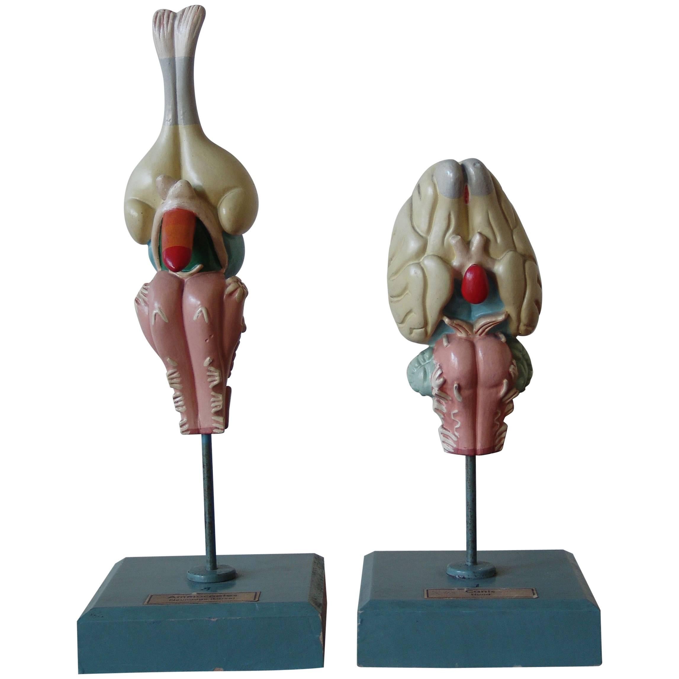 1950s Midcentury Design English Anatomical Models University