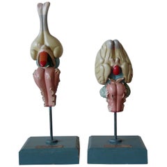 Vintage 1950s Midcentury Design English Anatomical Models University