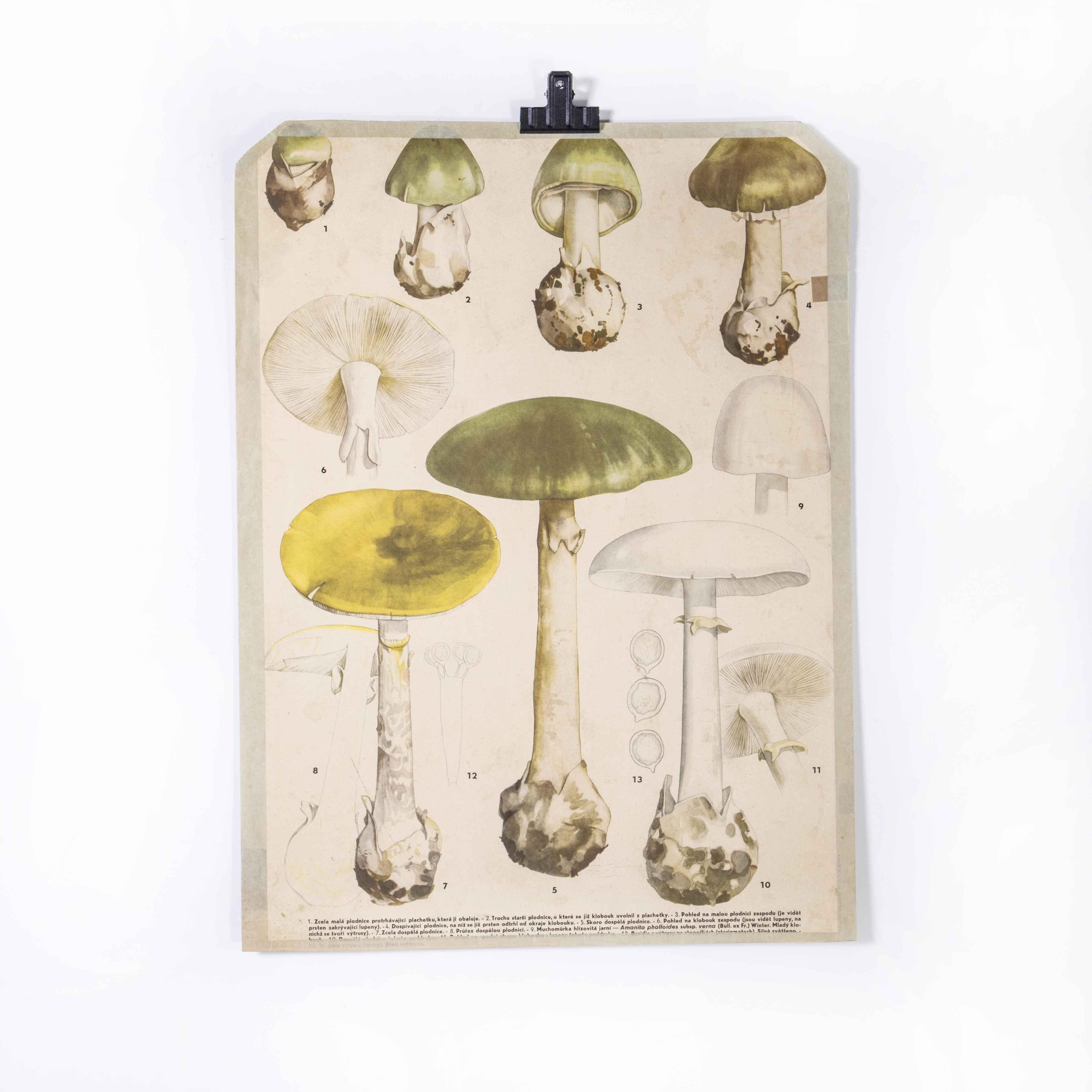 1950’s Mushroom educational poster
1950’s Mushroom educational poster. 20th century Czechoslovakian educational chart. A rare and vintage wall chart from the Czech Republic illustrating different types of mushroom. This lightweight paper chart is