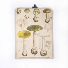 1950's Mushroom Educational Poster