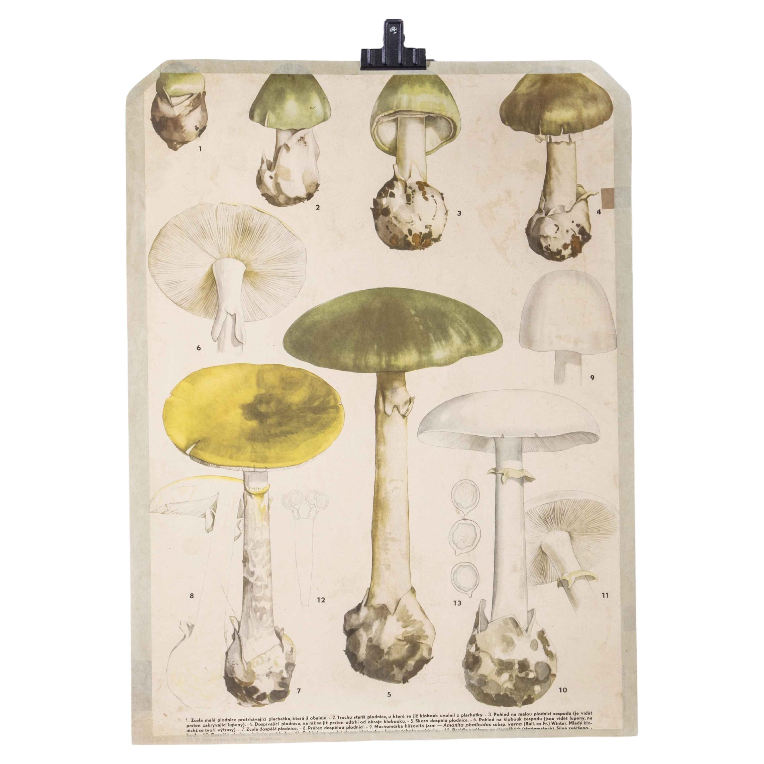 1950's Mushroom Educational Poster For Sale