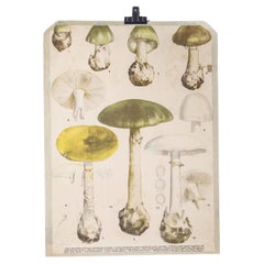 Vintage 1950's Mushroom Educational Poster