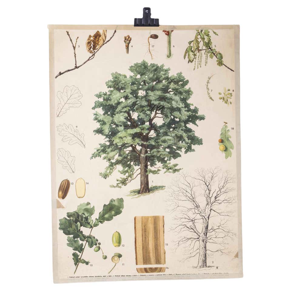 File Tree Poster 1950's Oak Tree Educational Poster For Sale at 1stDibs