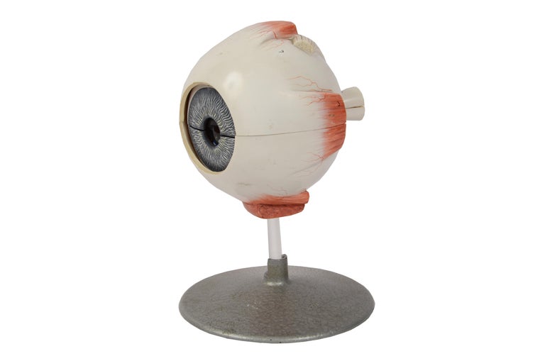 Anatomical didactic model of human eye enlarged made of gutta-percha plastic material of vegetable origin. 
The model is decomposable in order to show the cornea, the iris and the lens. 
Muscle attacks on the sclera and part of the choroid are