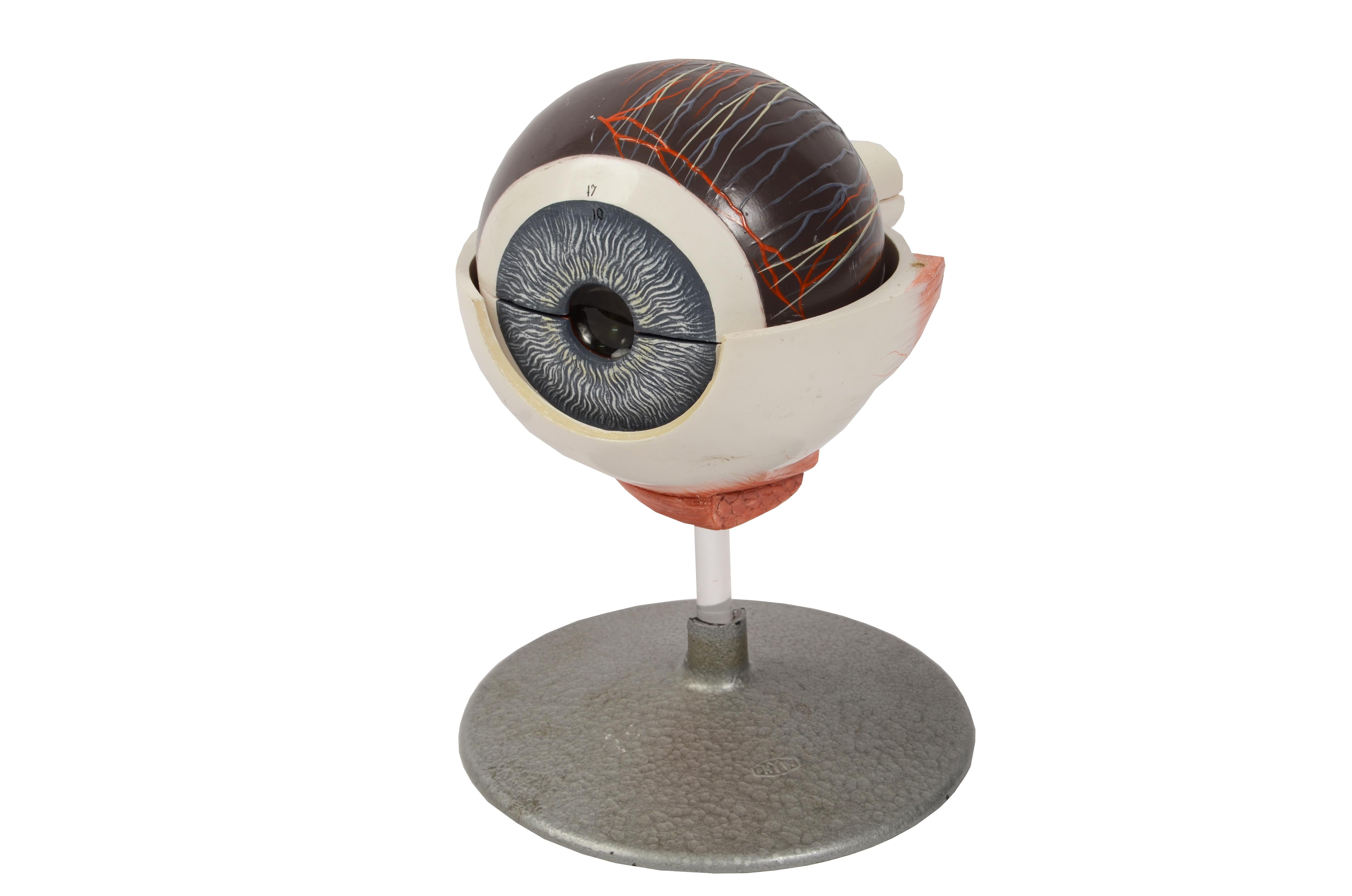 1950s Phiwe Anatomical Didactic Model of Human Enlargedf Eye Antique Scientific In Good Condition In Milan, IT