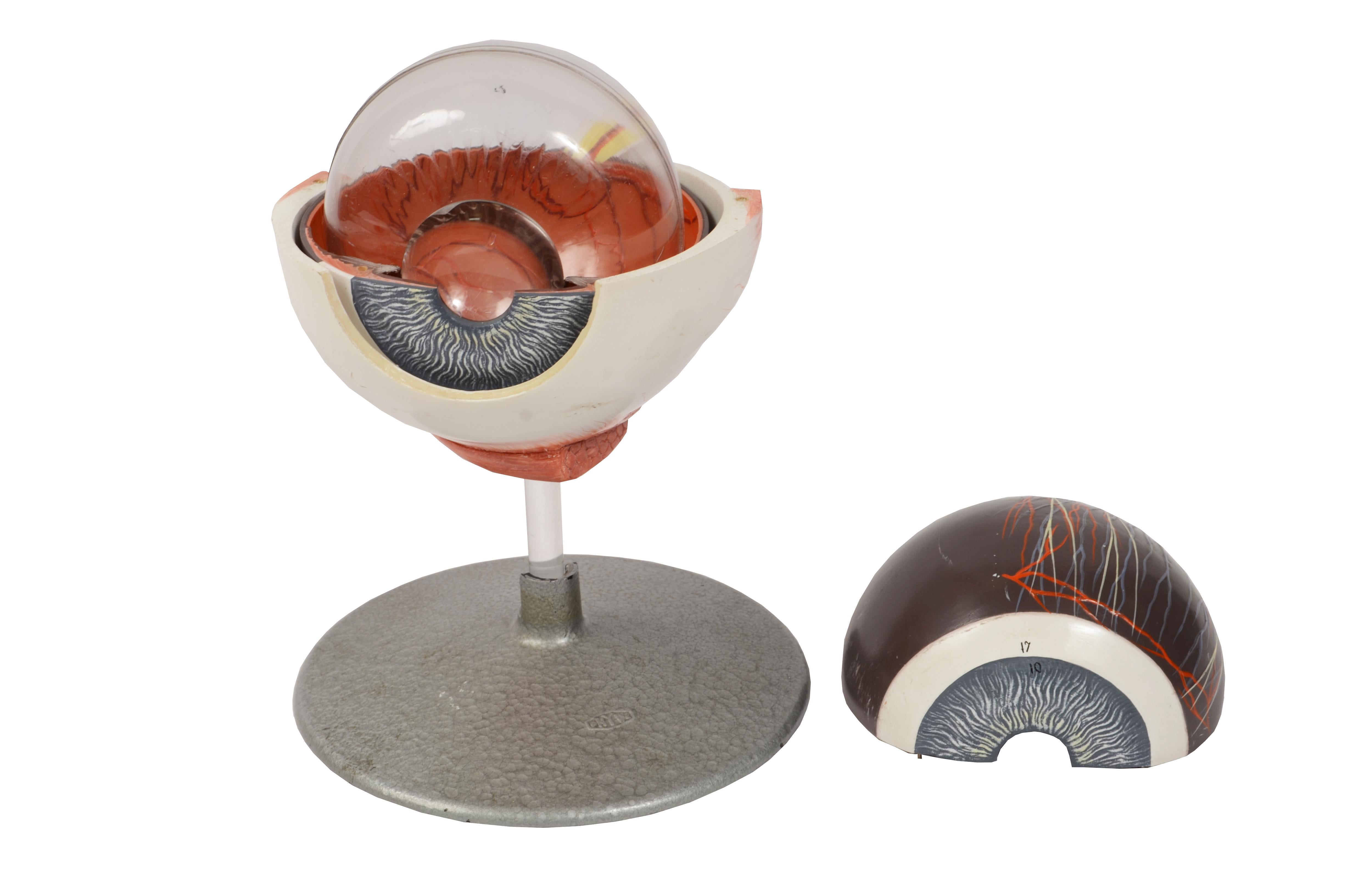 Plaster 1950s Phiwe Anatomical Didactic Model of Human Enlargedf Eye Antique Scientific