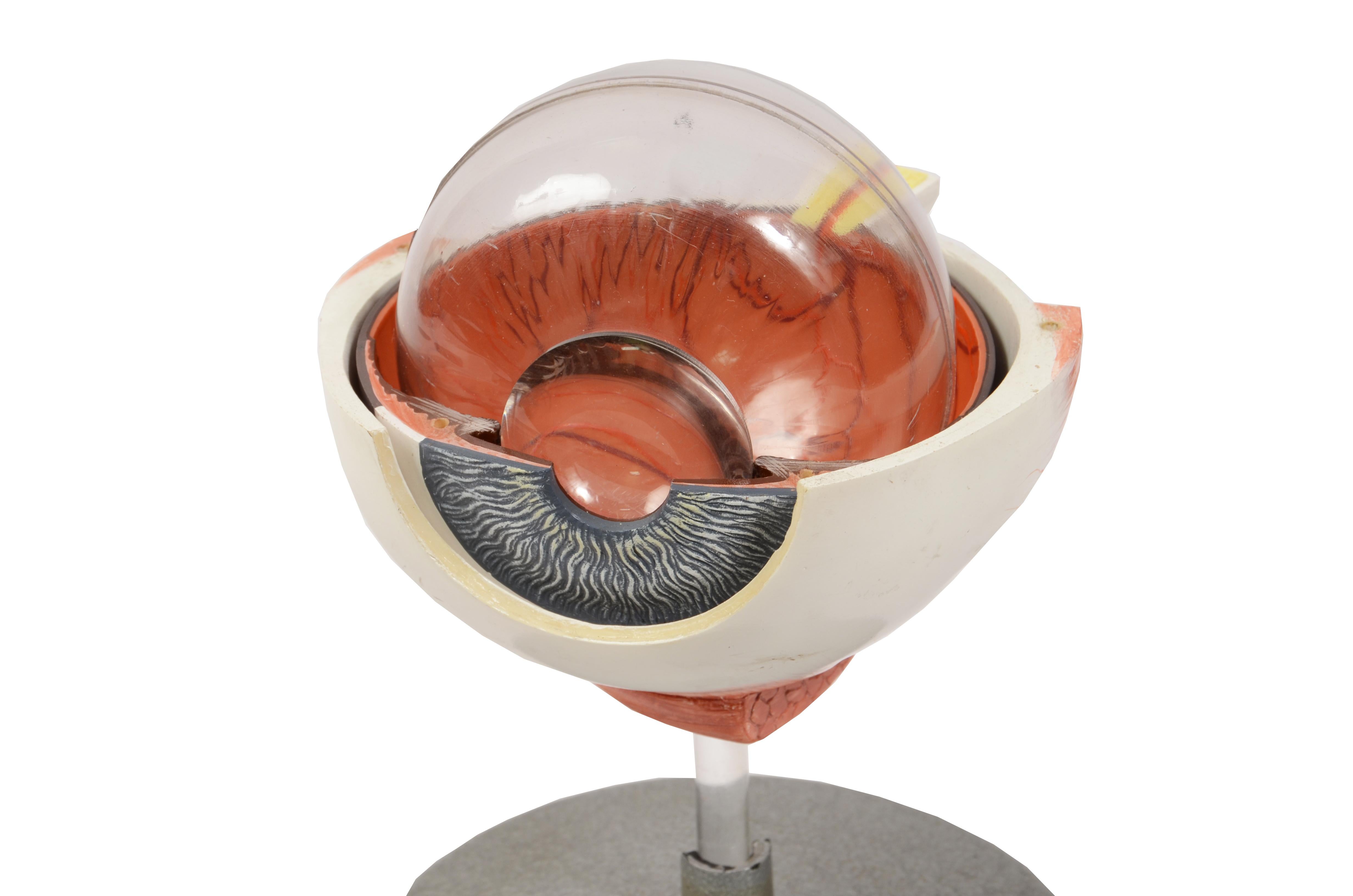 1950s Phiwe Anatomical Didactic Model of Human Enlargedf Eye Antique Scientific 1