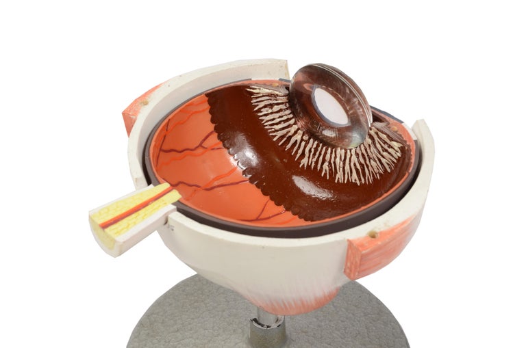 1950s Phiwe Anatomical Didactic Model of Human Enlargedf Eye Antique Scientific For Sale 2