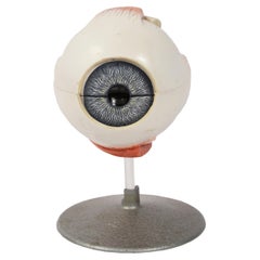 1950s Phiwe Anatomical Didactic Model of Human Enlargedf Eye Antique Scientific