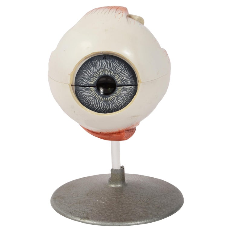 1950s Phiwe Anatomical Didactic Model of Human Enlargedf Eye Antique Scientific For Sale