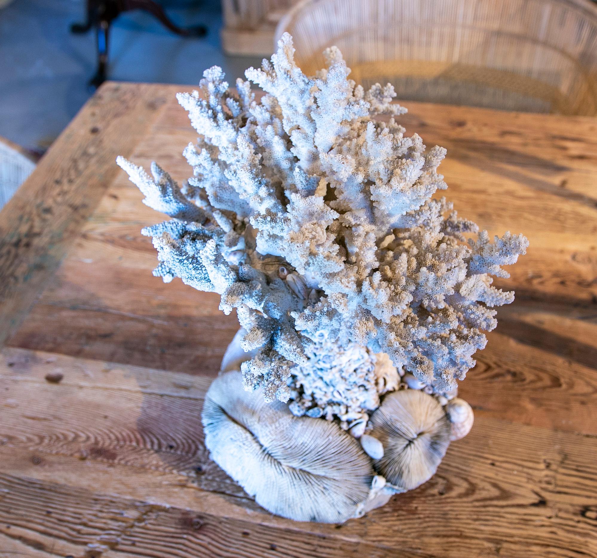 1950s Sculpture Made of Corals and Shells For Sale 9
