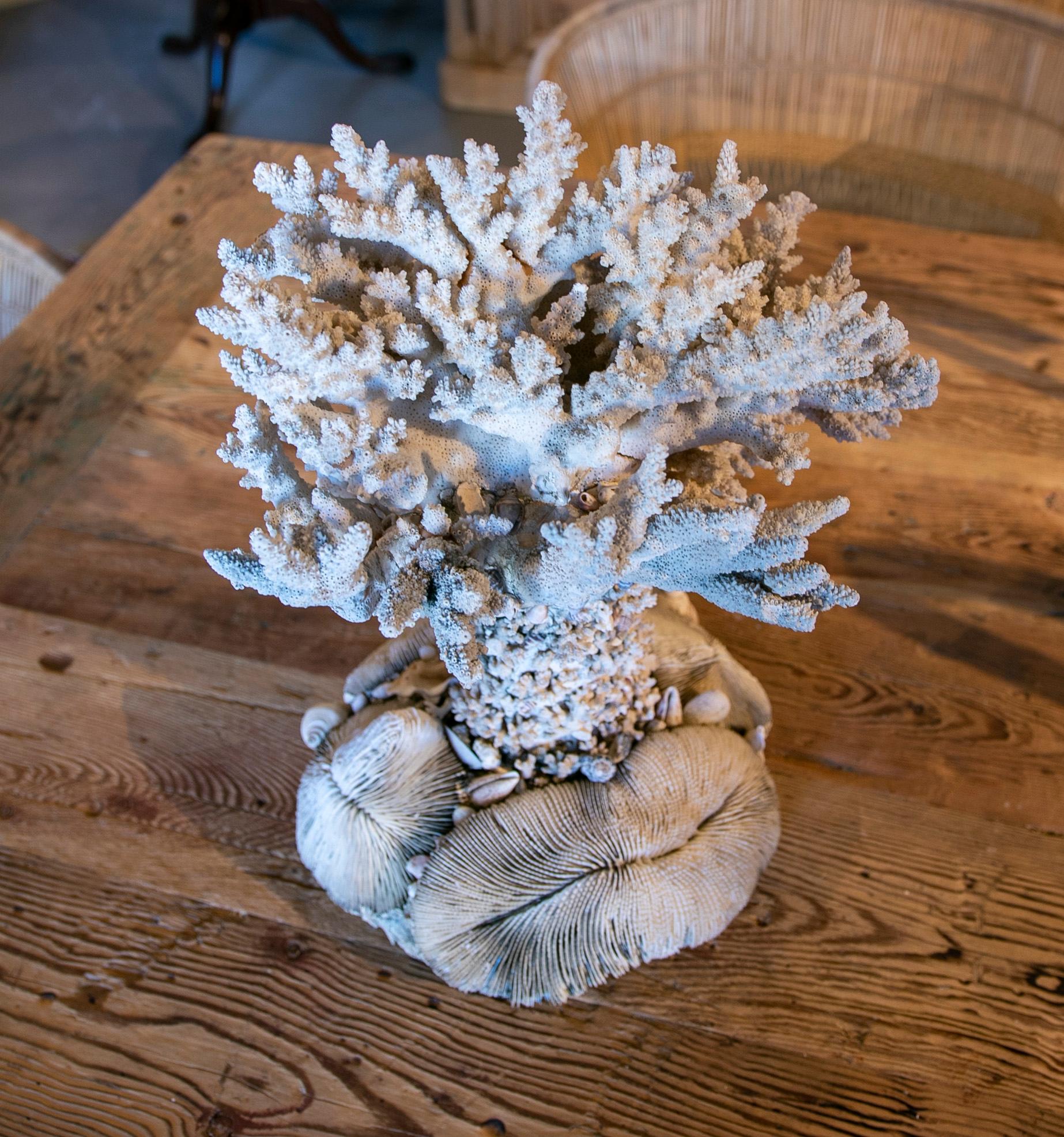 1950s Sculpture Made of Corals and Shells For Sale 10