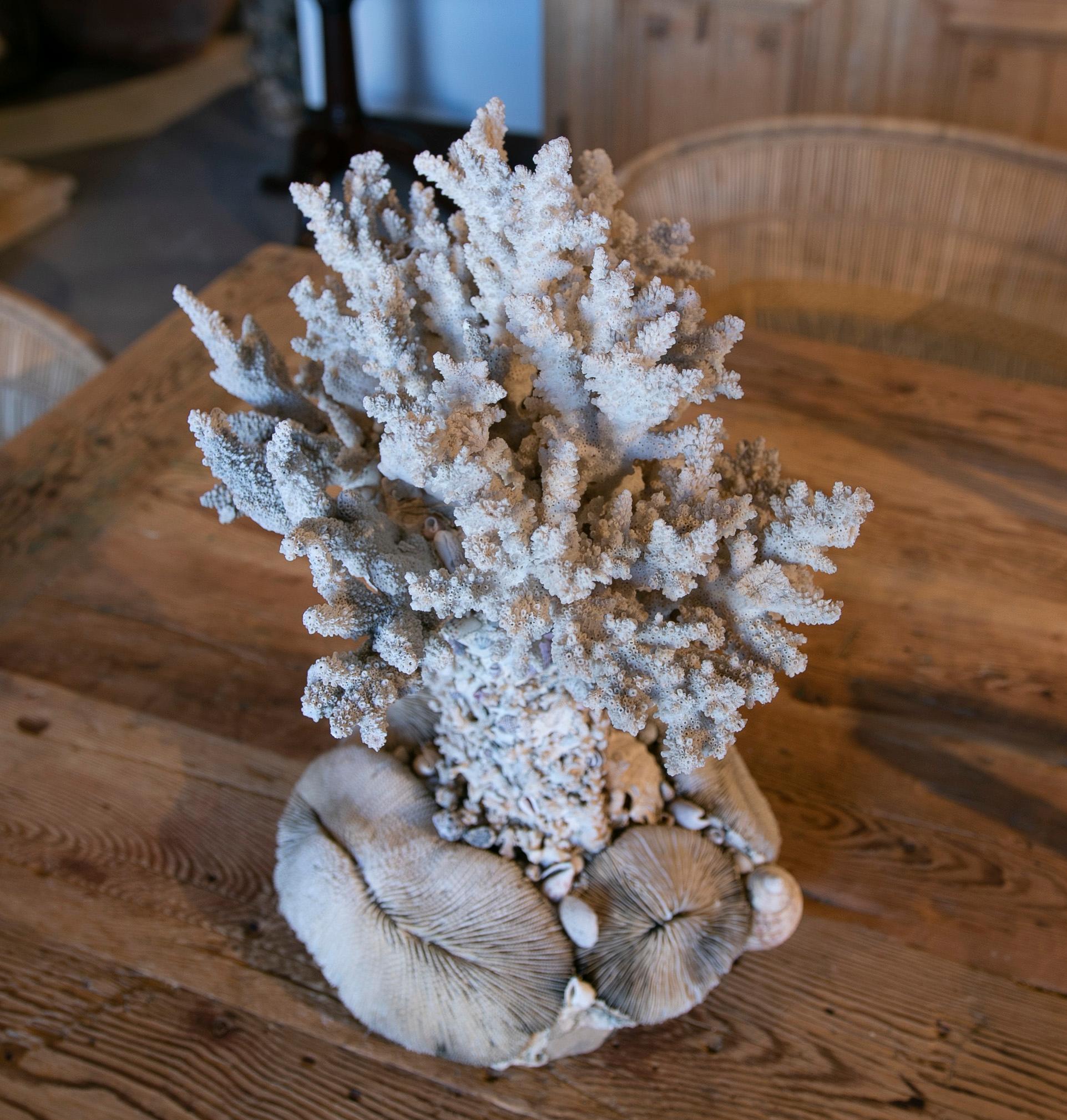1950s Sculpture Made of Corals and Shells For Sale 2