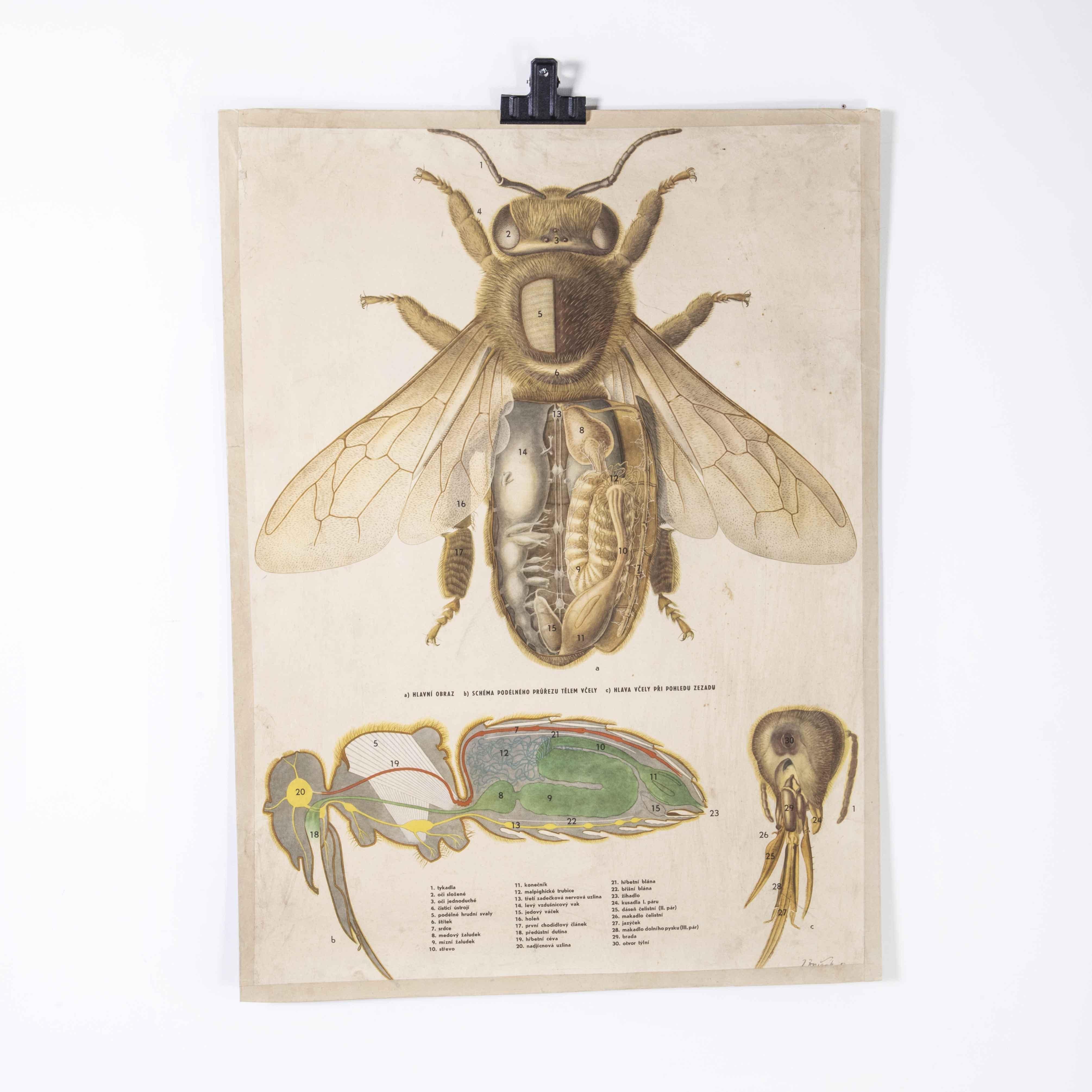 1950’s Single Fly Anatomy Educational Poster
1950’s Single Fly Anatomy Educational Poster. 20th century Czechoslovakian educational chart. A rare and vintage wall chart from the Czech Republic illustrating a fly and its anatomy. This heavyweight
