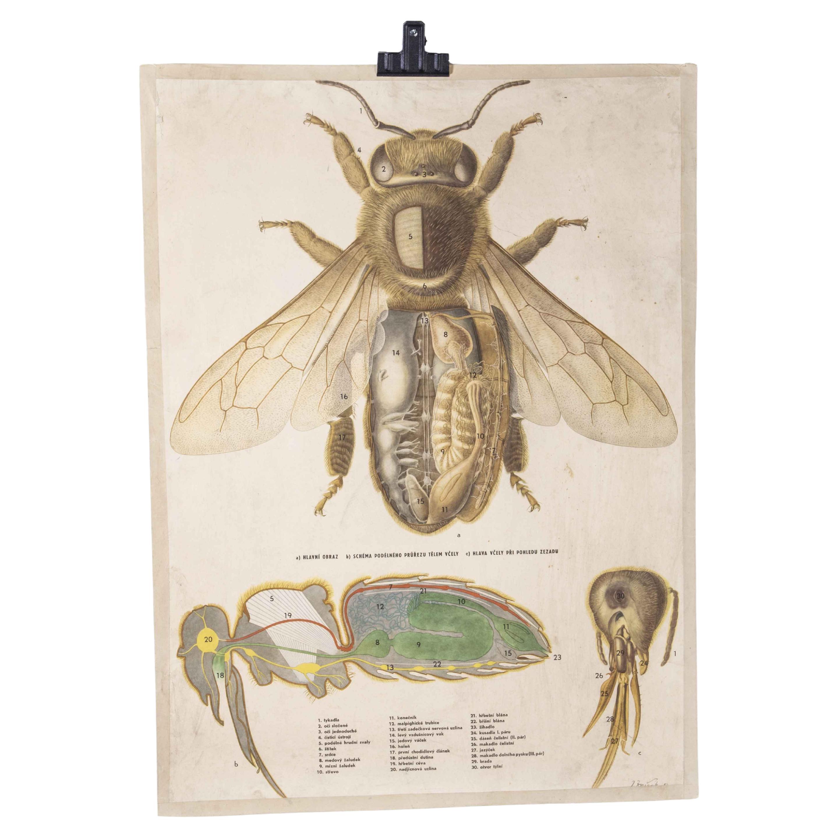 Poster éducatif des années 1950 sur l'anatomie de la mouche unique