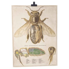 1950's Single Fly Anatomy Educational Poster