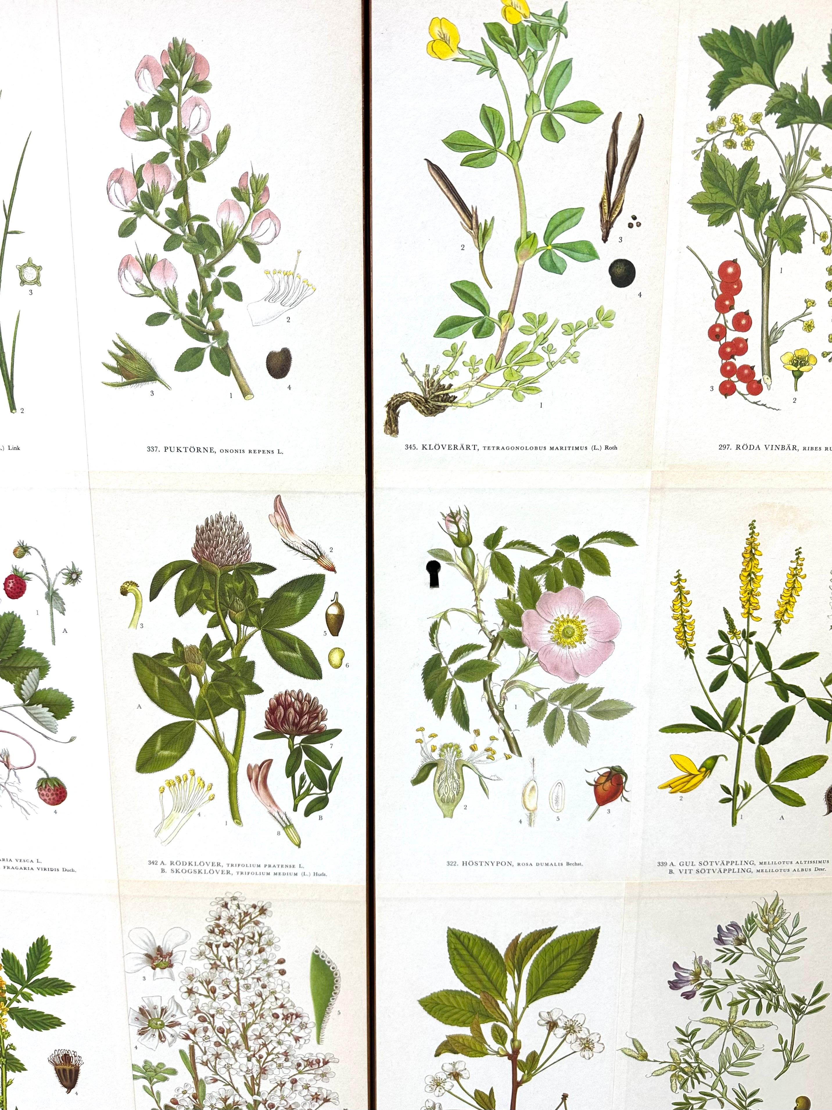 Mahogany 1950’s Swedish Cabinet With Nordens Flora Illustrations