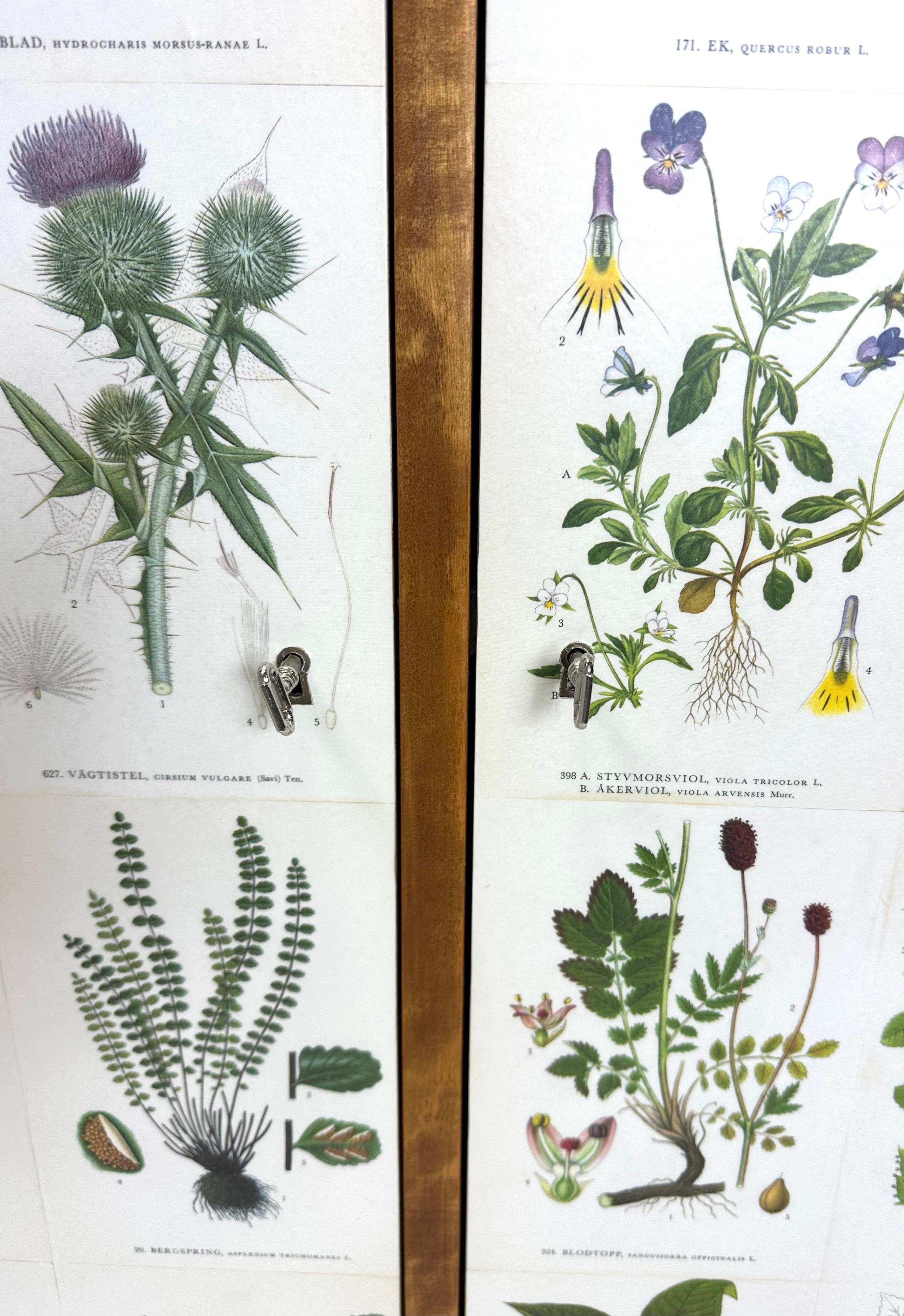 1950’s Swedish Cabinet With Nordens Flora Illistrations 3