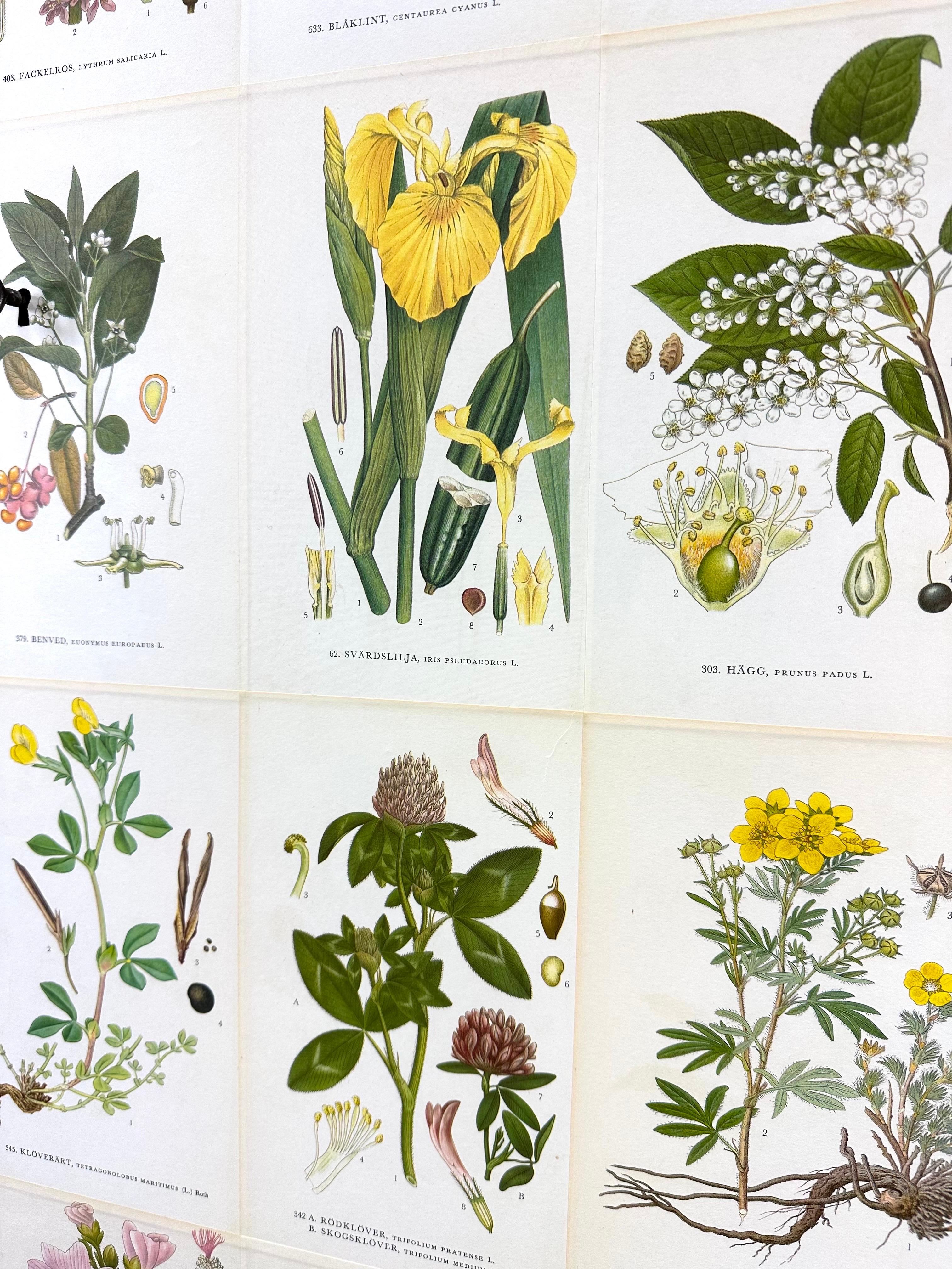 1950’s Swedish Cabinet With Nordens Flora Illustrations In Good Condition In Turners Falls, MA