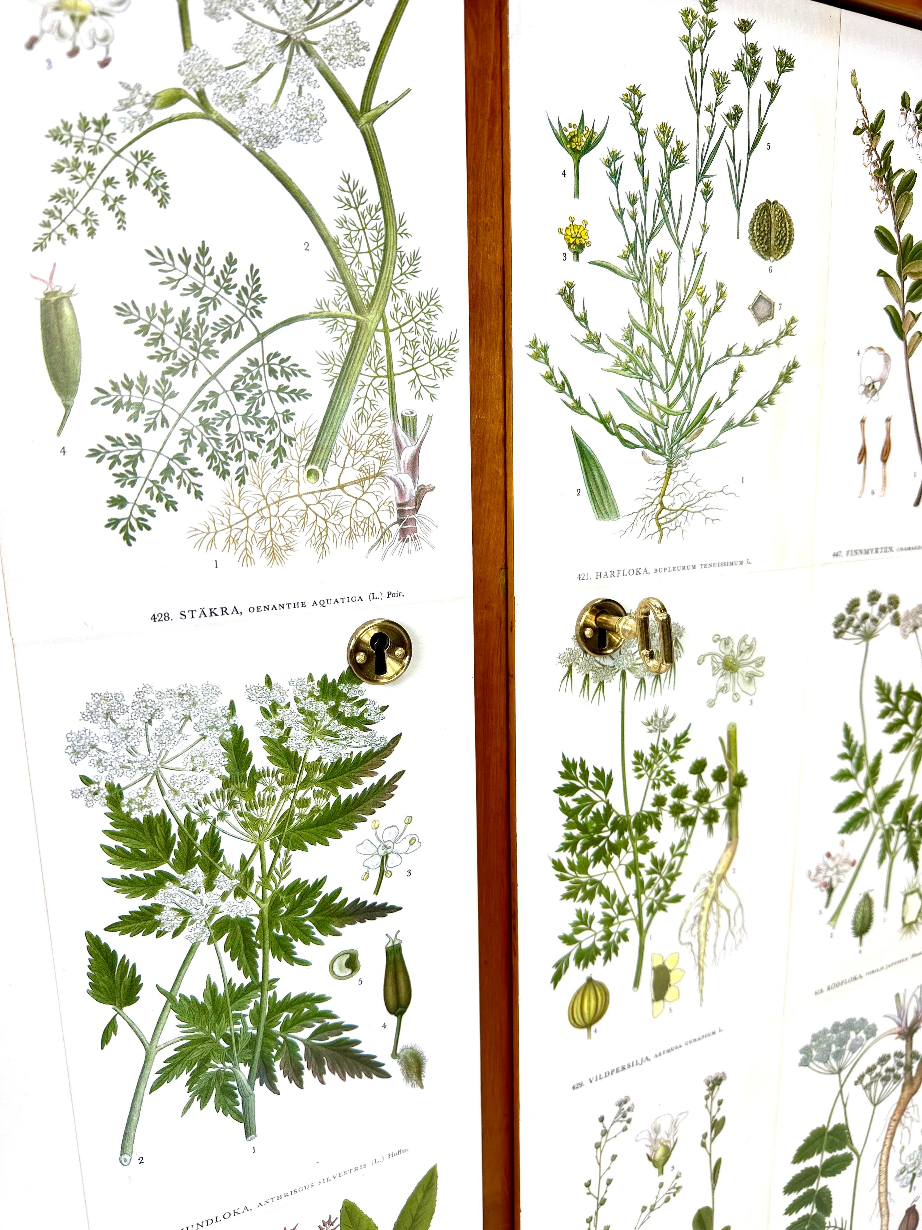 1950’s Swedish Cabinet With Nordens Flora Illustrations 1