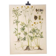 Vintage 1950's Wild Buttercup Educational Poster