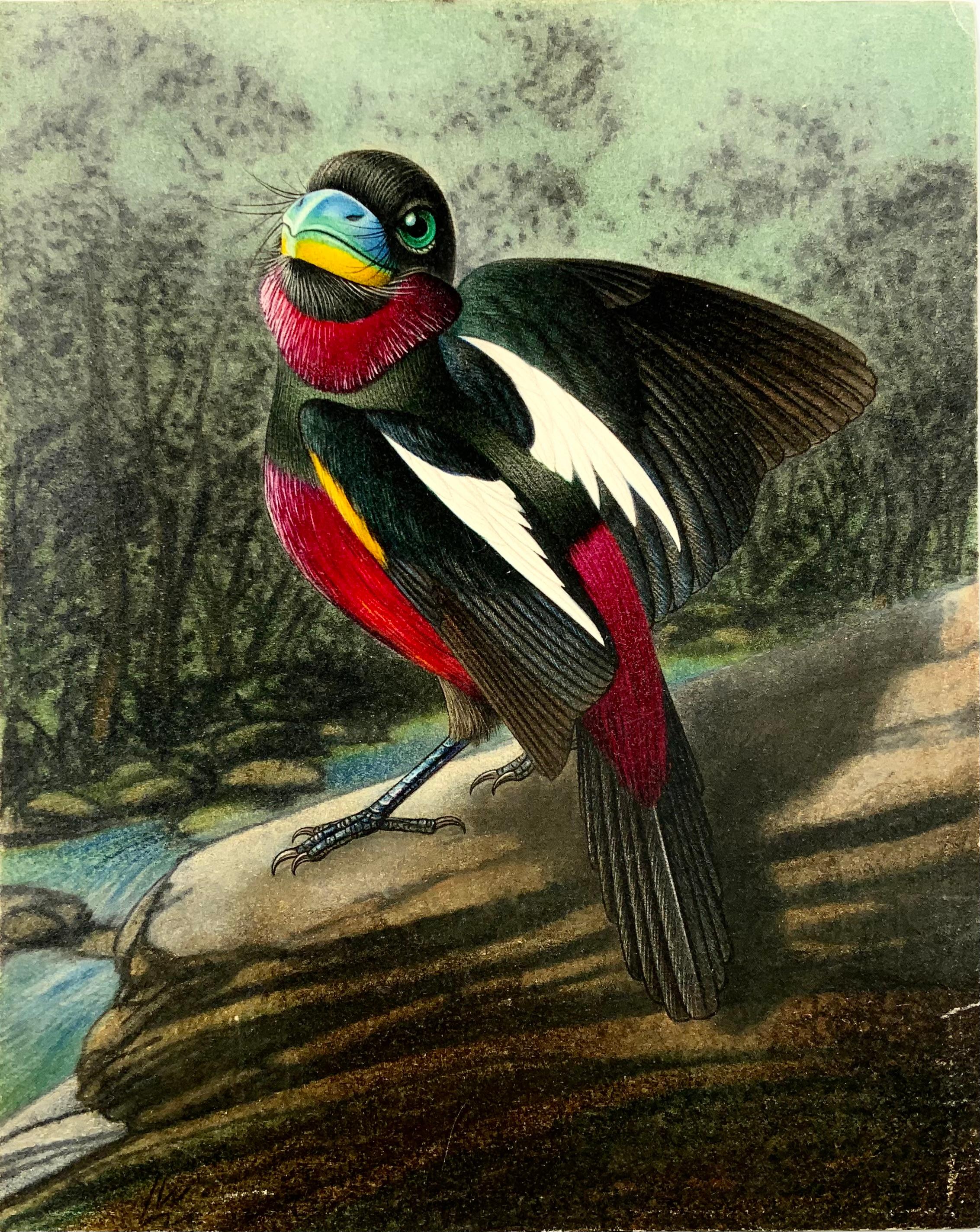ORIGINAL coloured Pencil Drawing 

(18.2 x 14.6 cm) 

Original drawing in colored chalk by world renowned illustrator of birds, insects and animals. 

circa 1952.

Used as basis for the illustration found present in Ernst Sutter’s