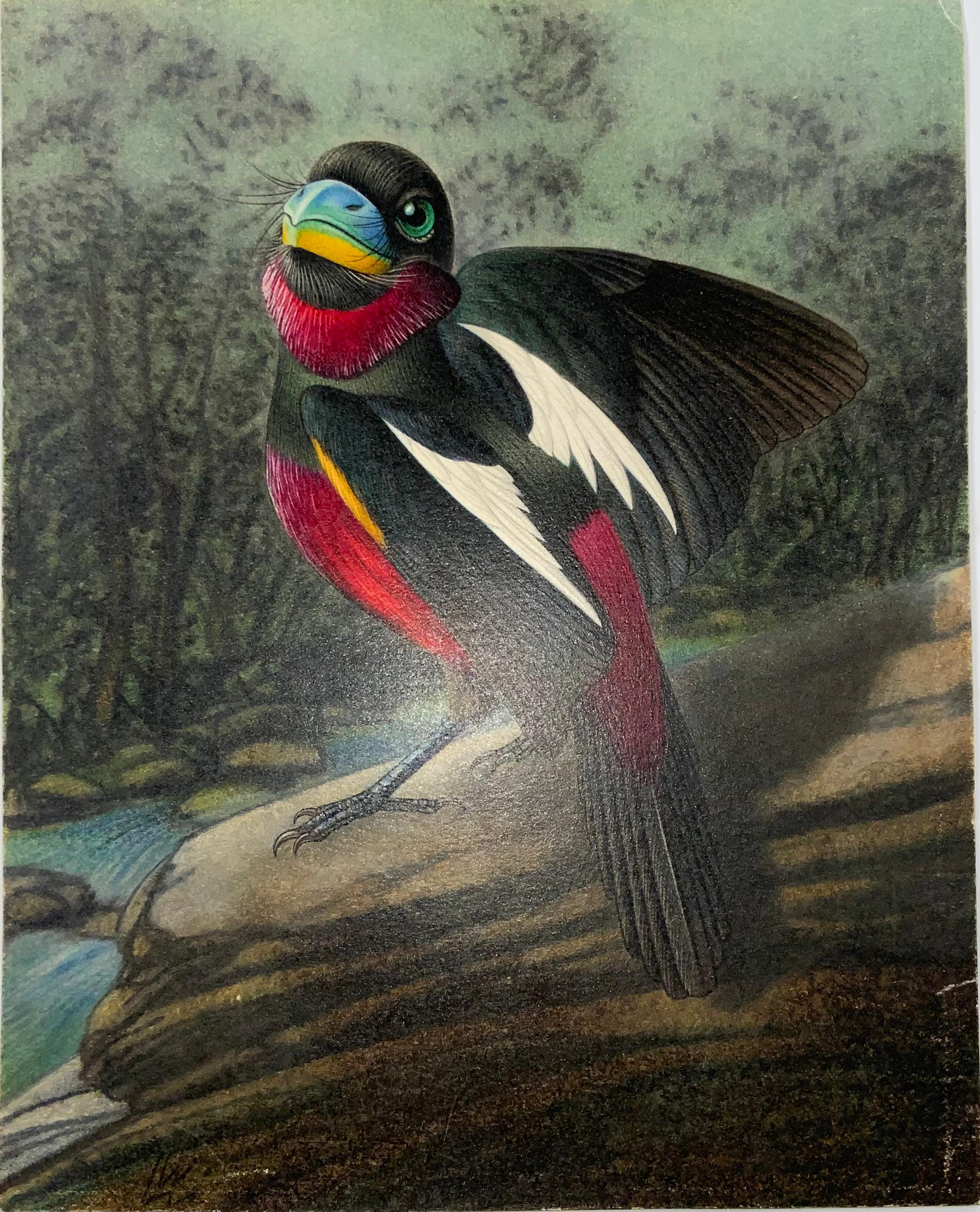 Swiss 1952 Broadbill, Ornithology, Walter Linsenmaier, Coloured Pencil Drawing For Sale