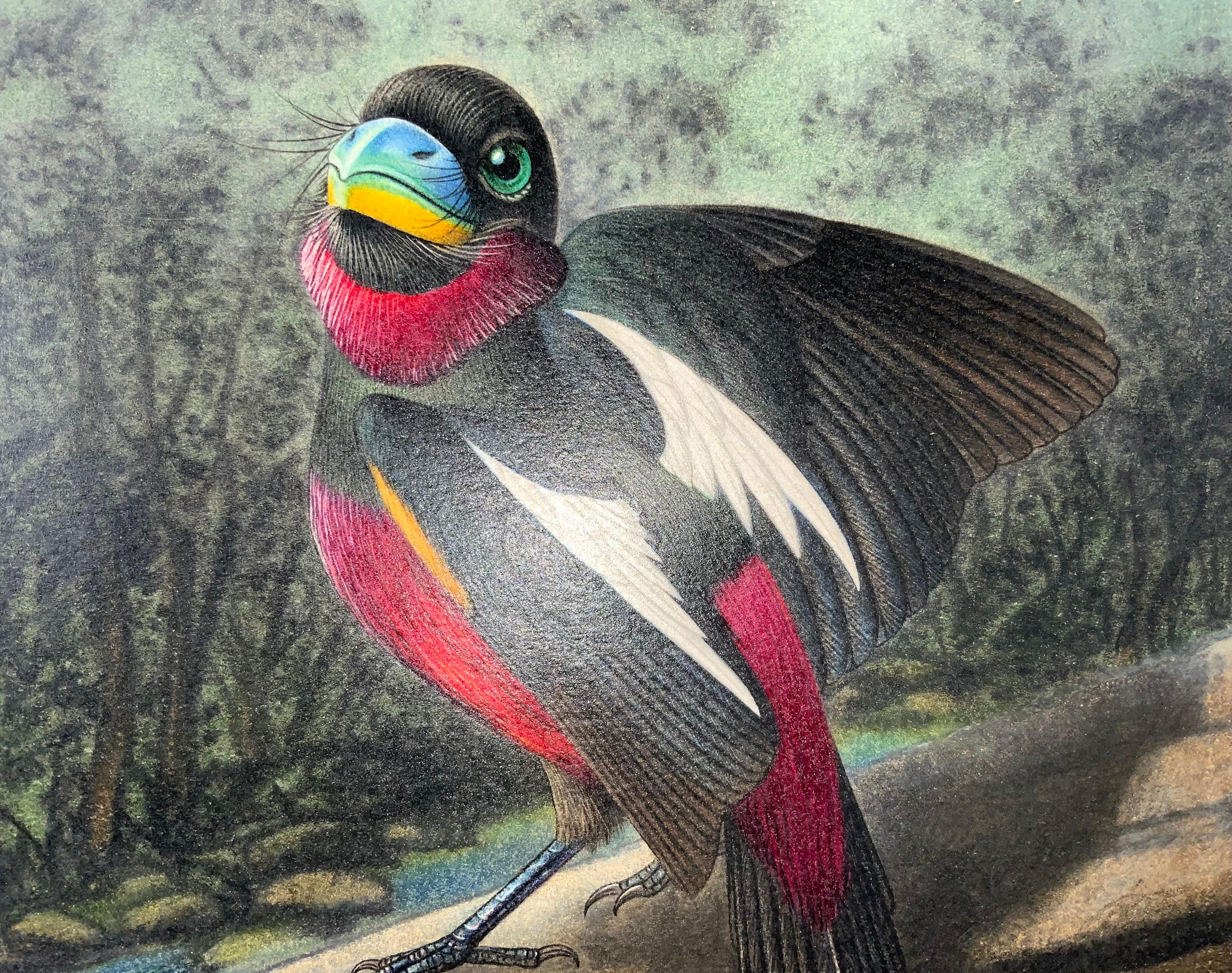 Painted 1952 Broadbill, Ornithology, Walter Linsenmaier, Coloured Pencil Drawing For Sale