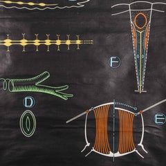 Tableau éducatif français du Dr Auzoux, P.Sougy, La Sauterelle Verte Org Int, 1953